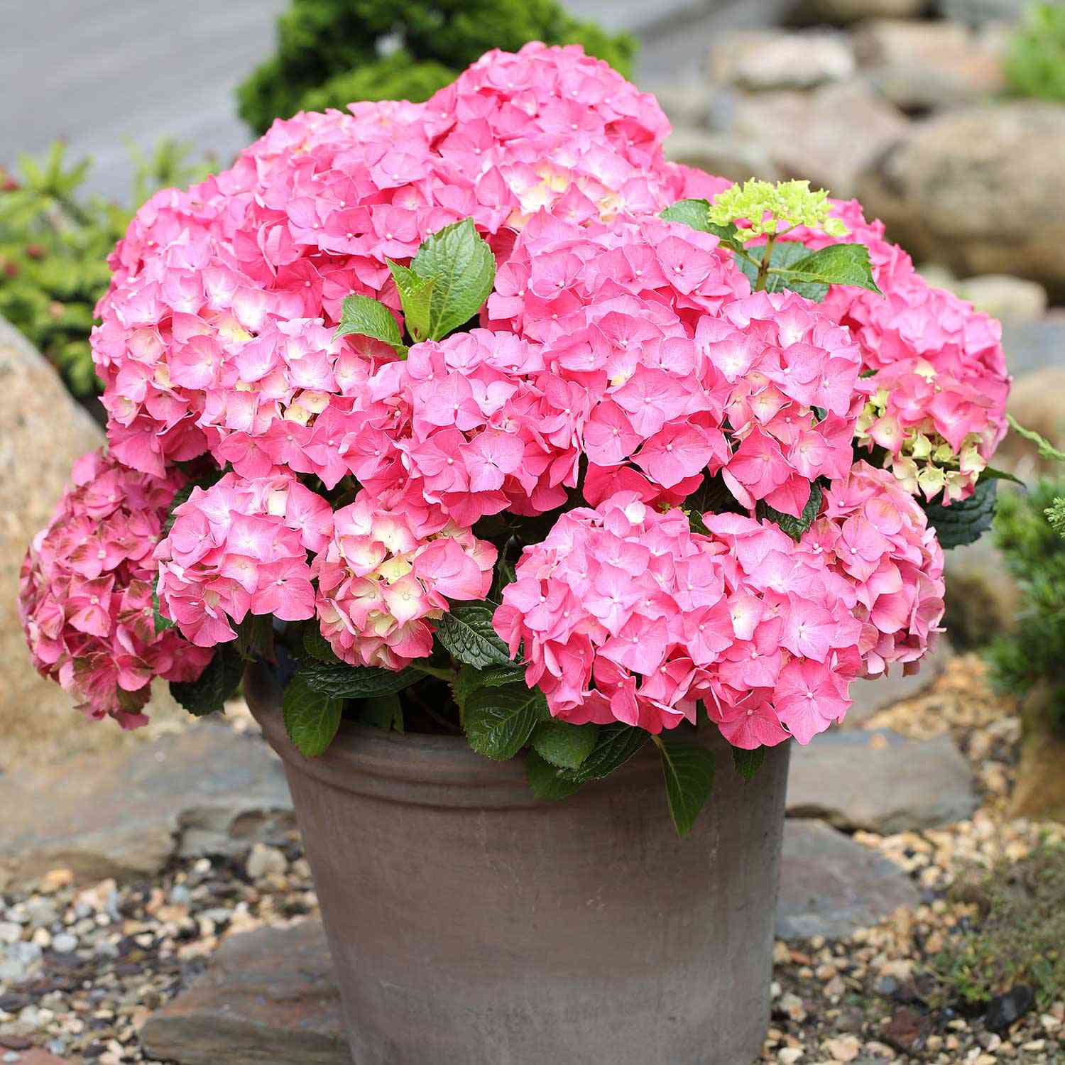 Ballhortensie 'Forever & Ever® Red'