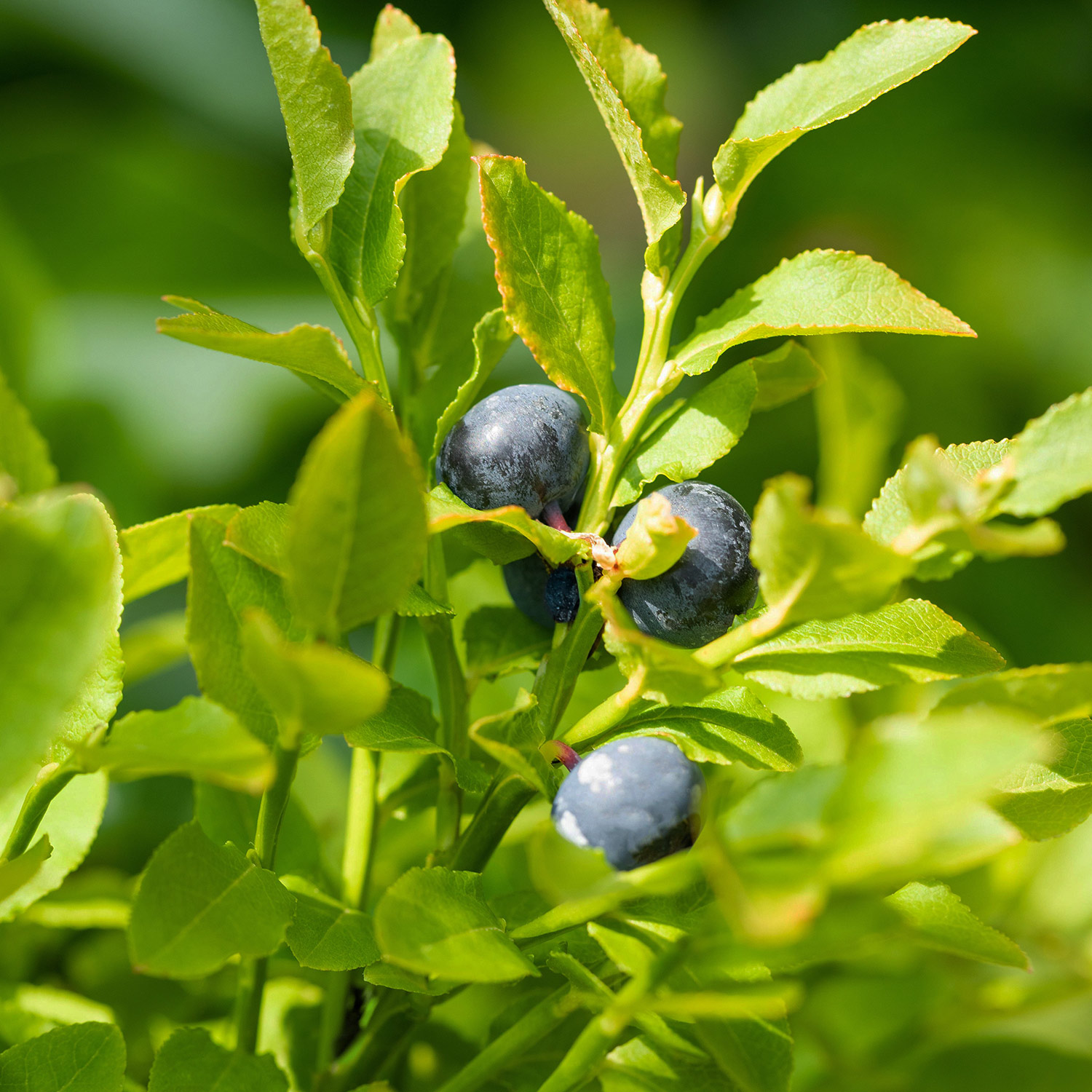 Waldheidelbeere | Blaubeere