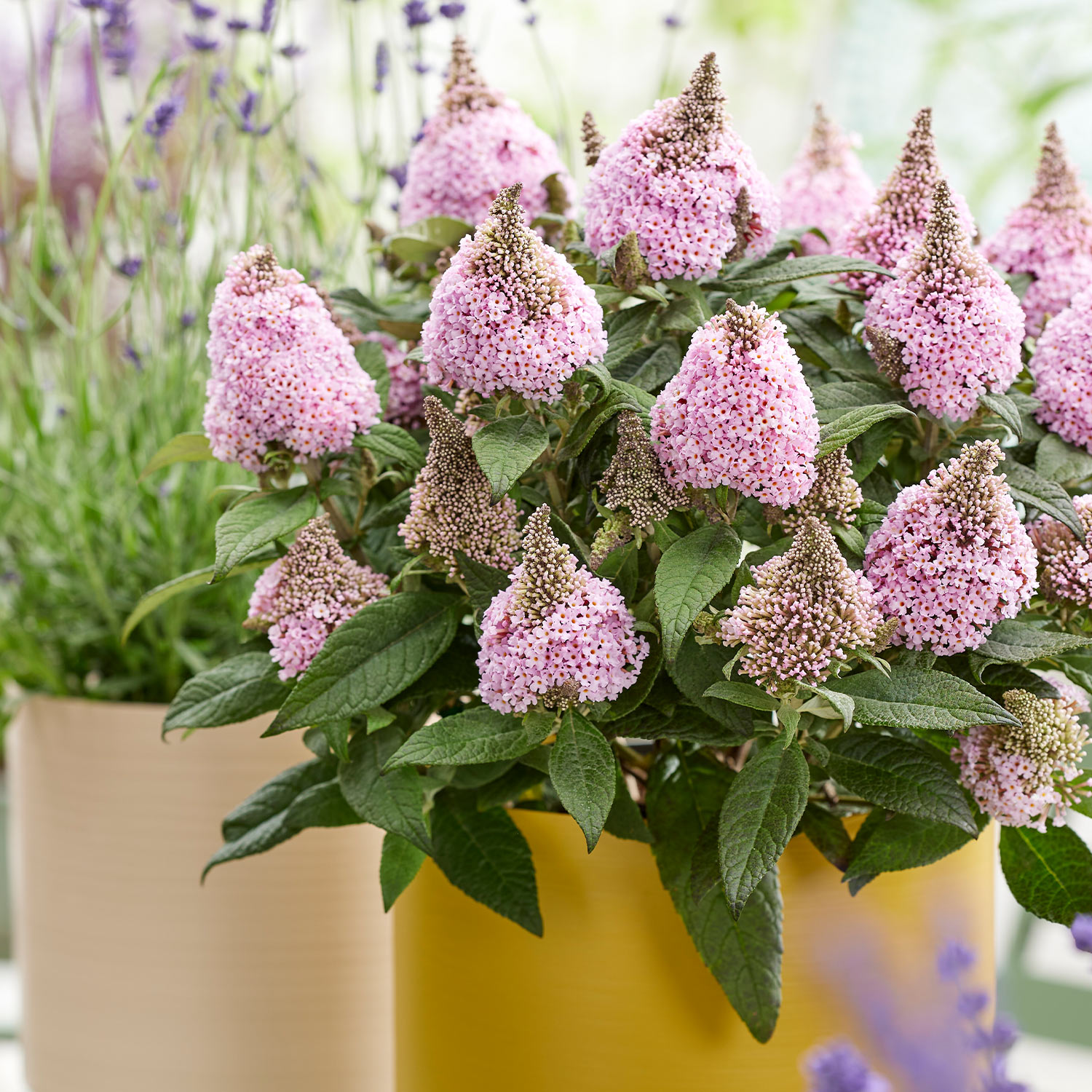 Zwerg-Sommerflieder 'Little Rockstars® Pink'