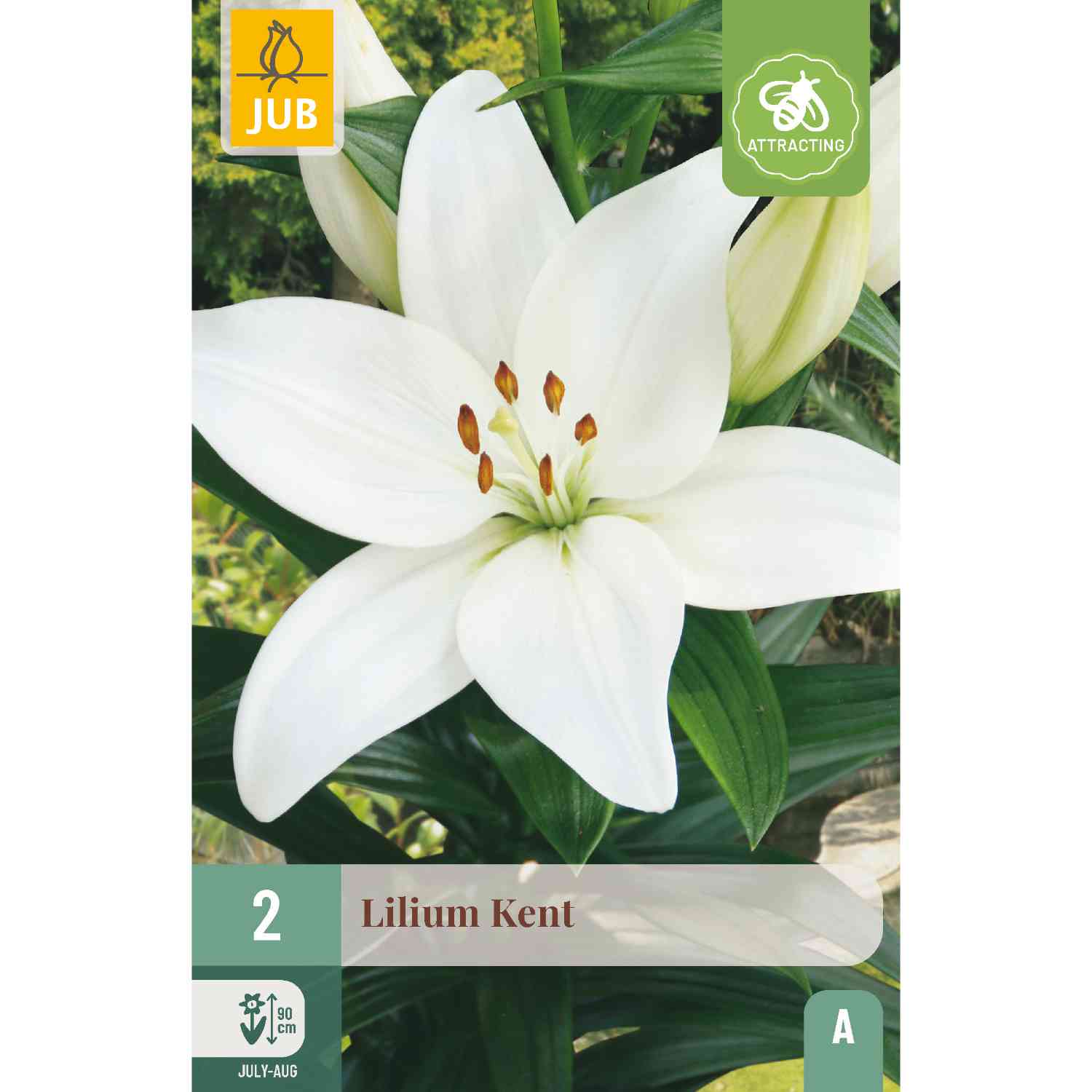 Asiatische Lilie 'Kent', 2 Stück