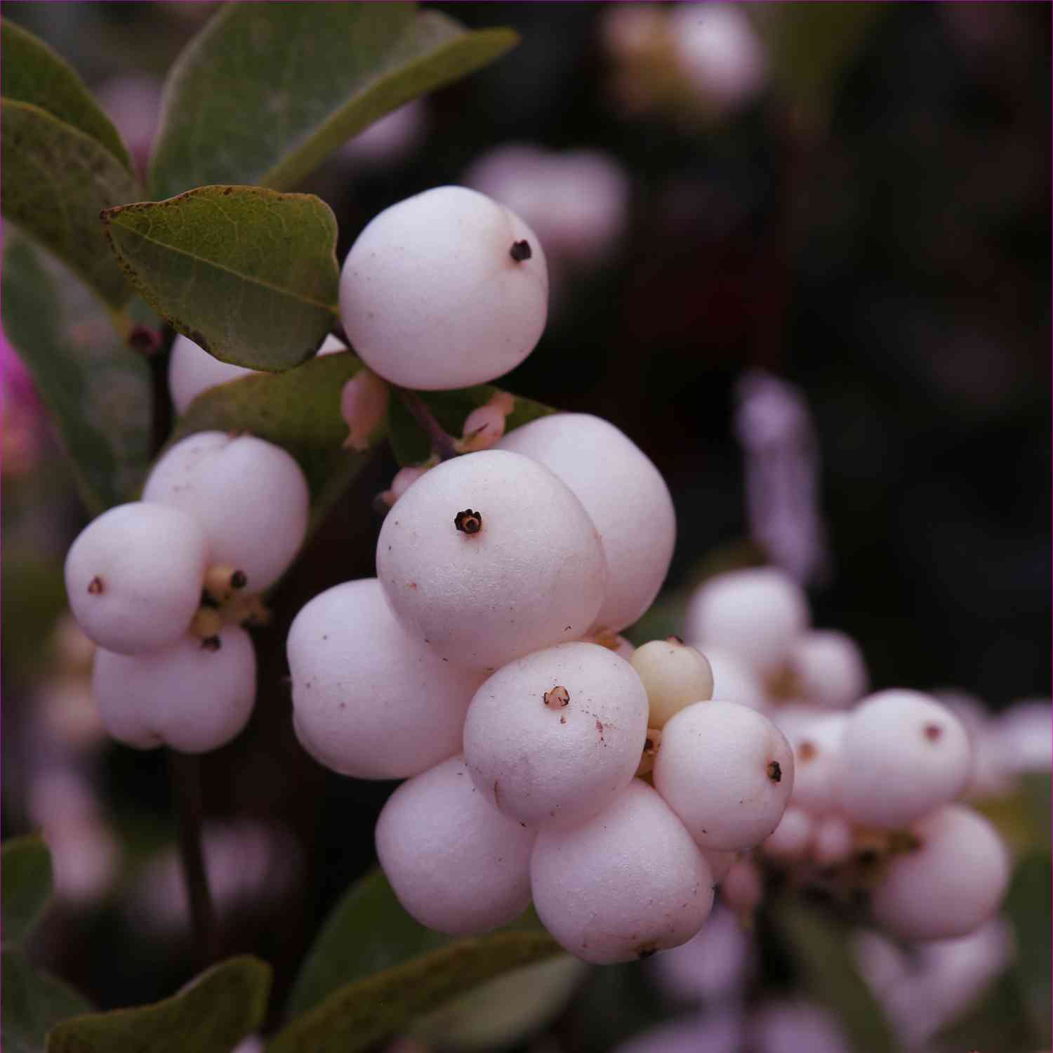 Schneebeere 'Amethyst' - Purpurbeere