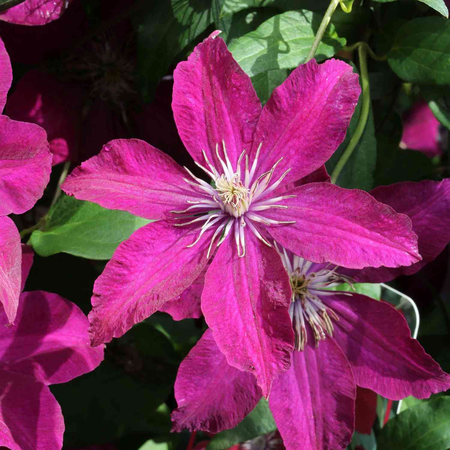 Clematis 'Rouge Cardinal'
