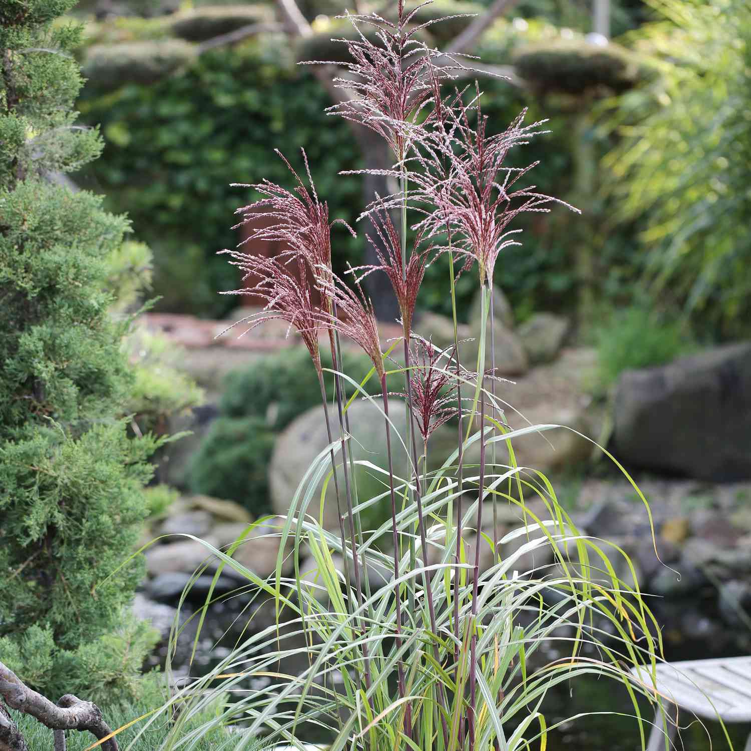 Chinaschilf 'Malepartus'