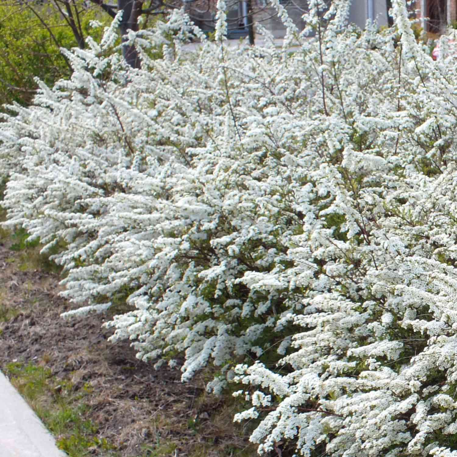 Brautspiere/ Schneespiere