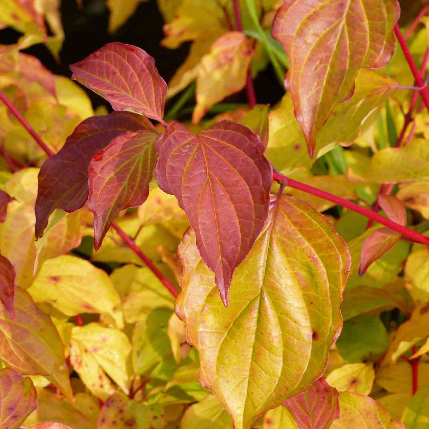 Feuer-Hartriegel 'Midwinter Fire'