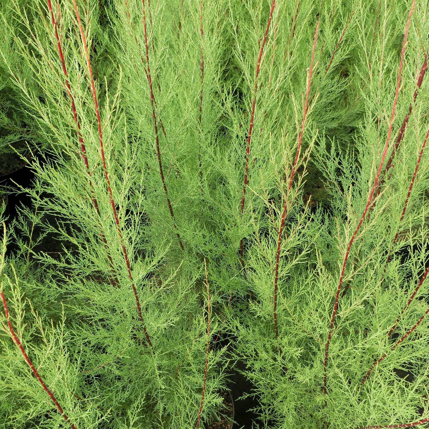 Rhododendren, Azaleen und Heide - Frühlingstamariske Liefergröße: 60-100 cm - Tamarix parviflora