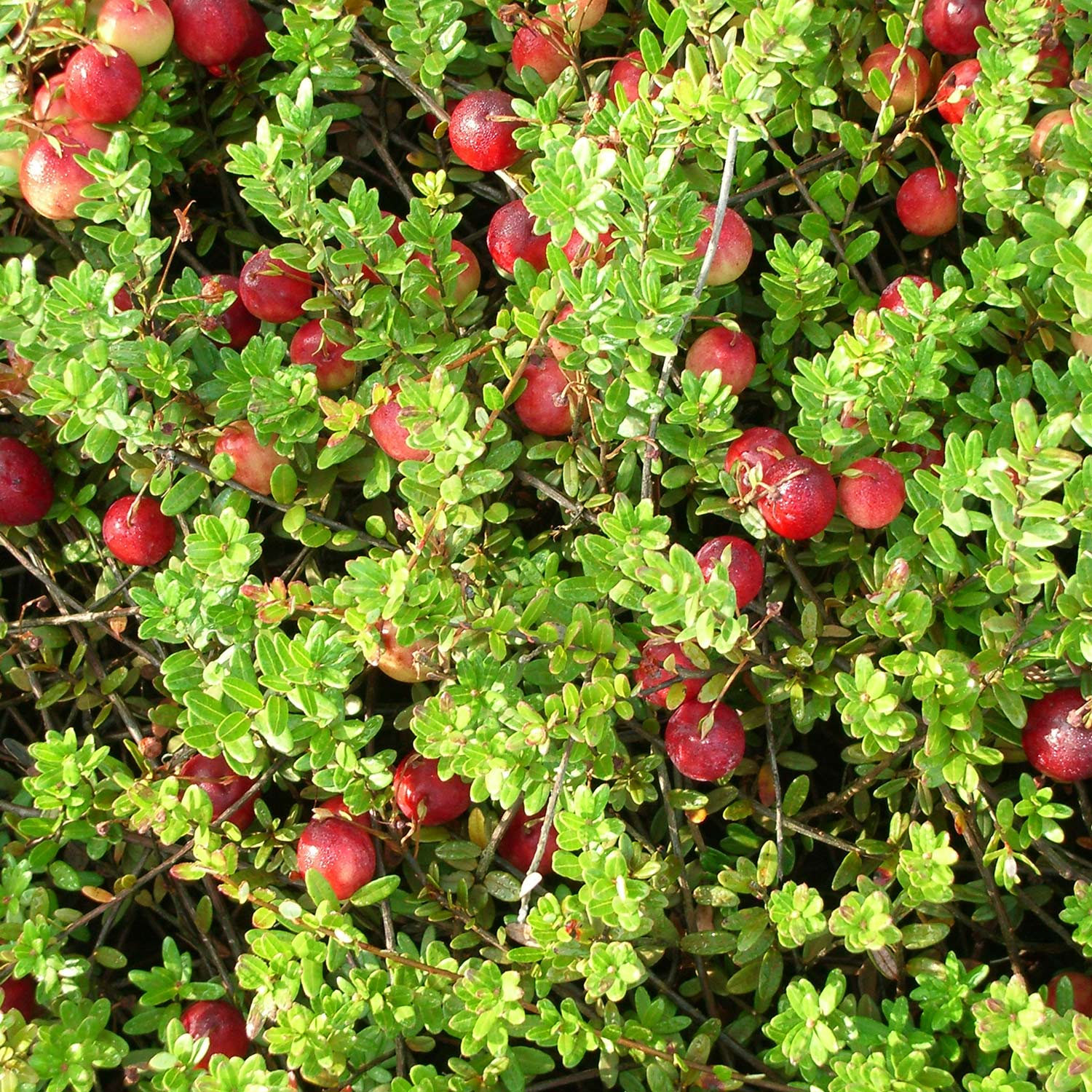 Beeren - Cranberry (auch Moosbeere) Lieferform: Im Topf - Vaccinium macrocarpon