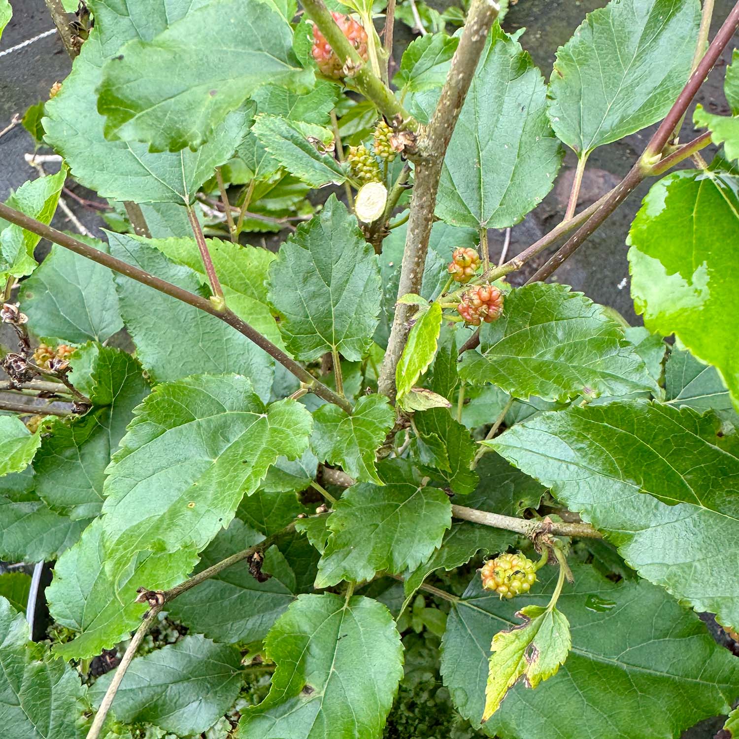 Maulbeere 'Bombyx® Sisiphus Everbearing' Maulbeere 'Bombyx® Sisiphus Everbearing'