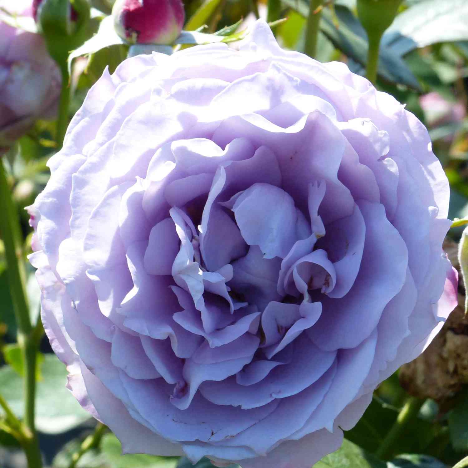Nostalgische Rose 'Novalis®' - ADR Rose