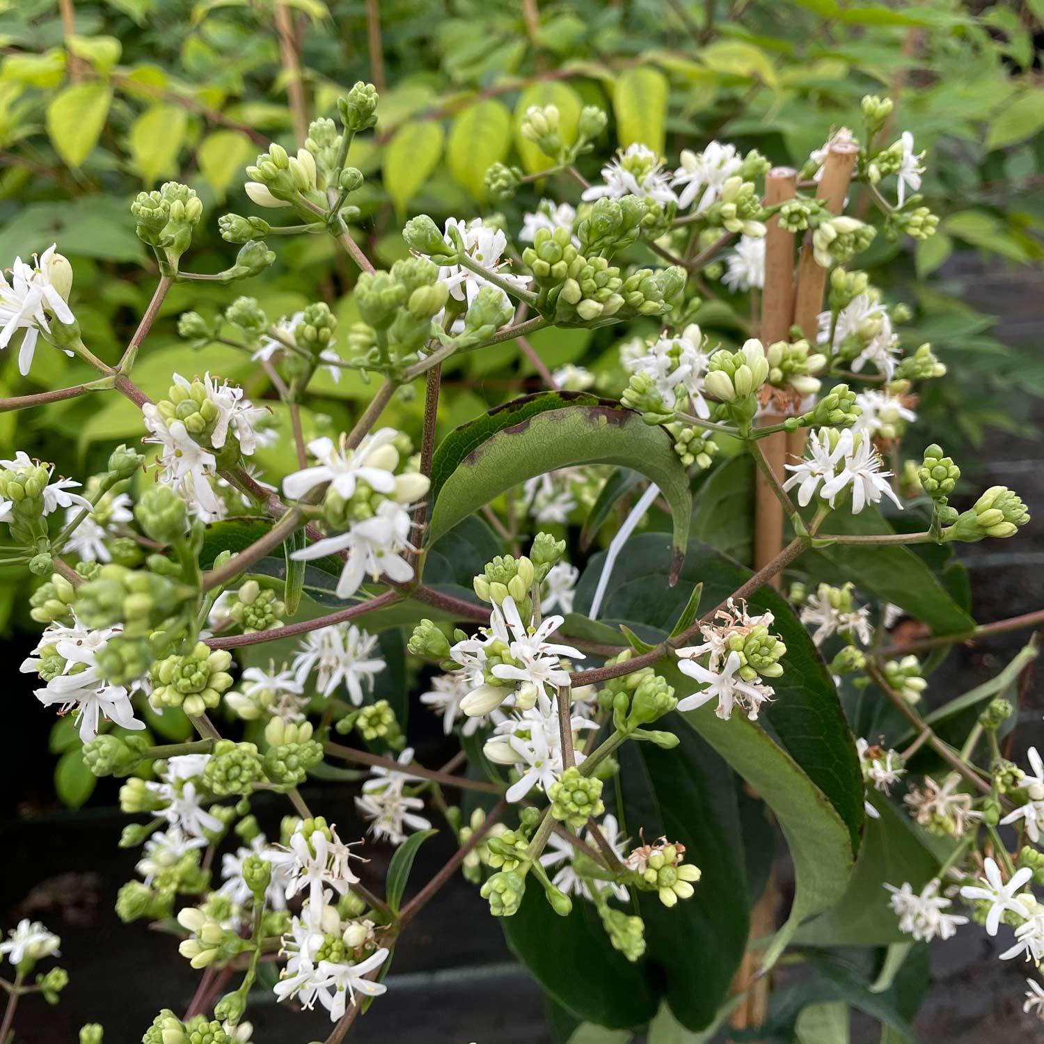 Sieben-Söhne-des-Himmels-Blume C5 60-80 Liefergröße: 60 - 80 cm