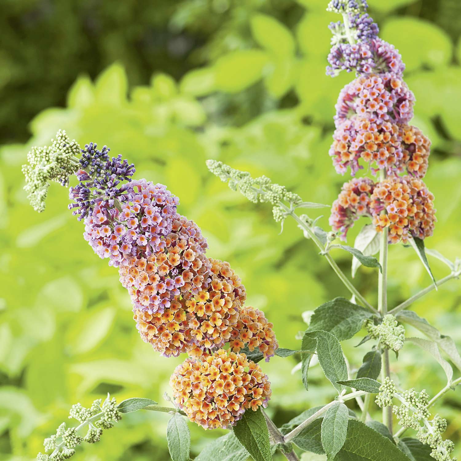 Schmetterlingsflieder 'Flower Power'
