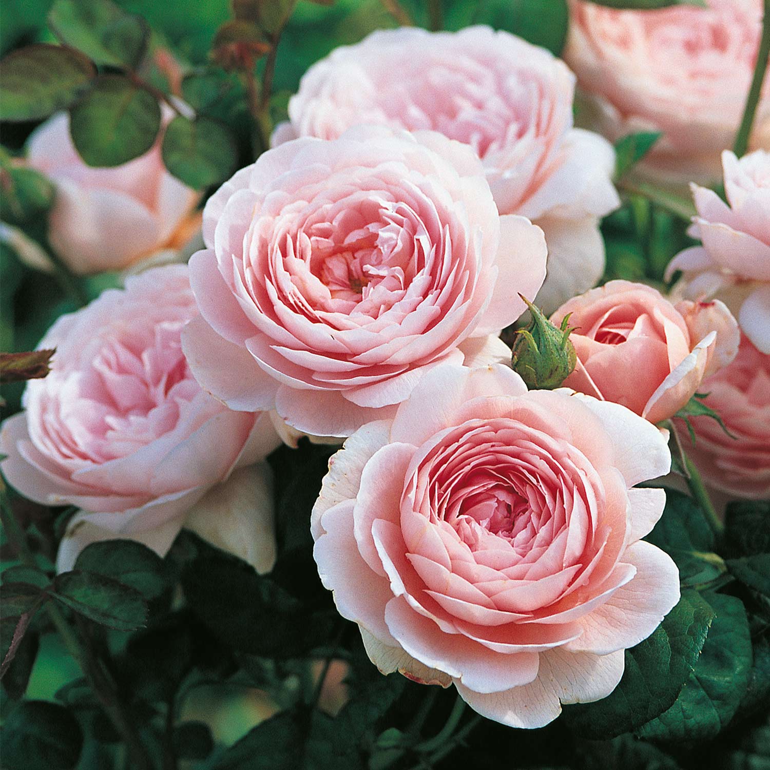 Englische Rosen - David Austin-Rose 'Queen of Sweden®', Wz, A-Qualität, 3 starke Triebe Lieferform: wurzelnackte Pflanze in A-Qualität, mindestens 3 Triebe - Rosa 'Queen of Sweden®'