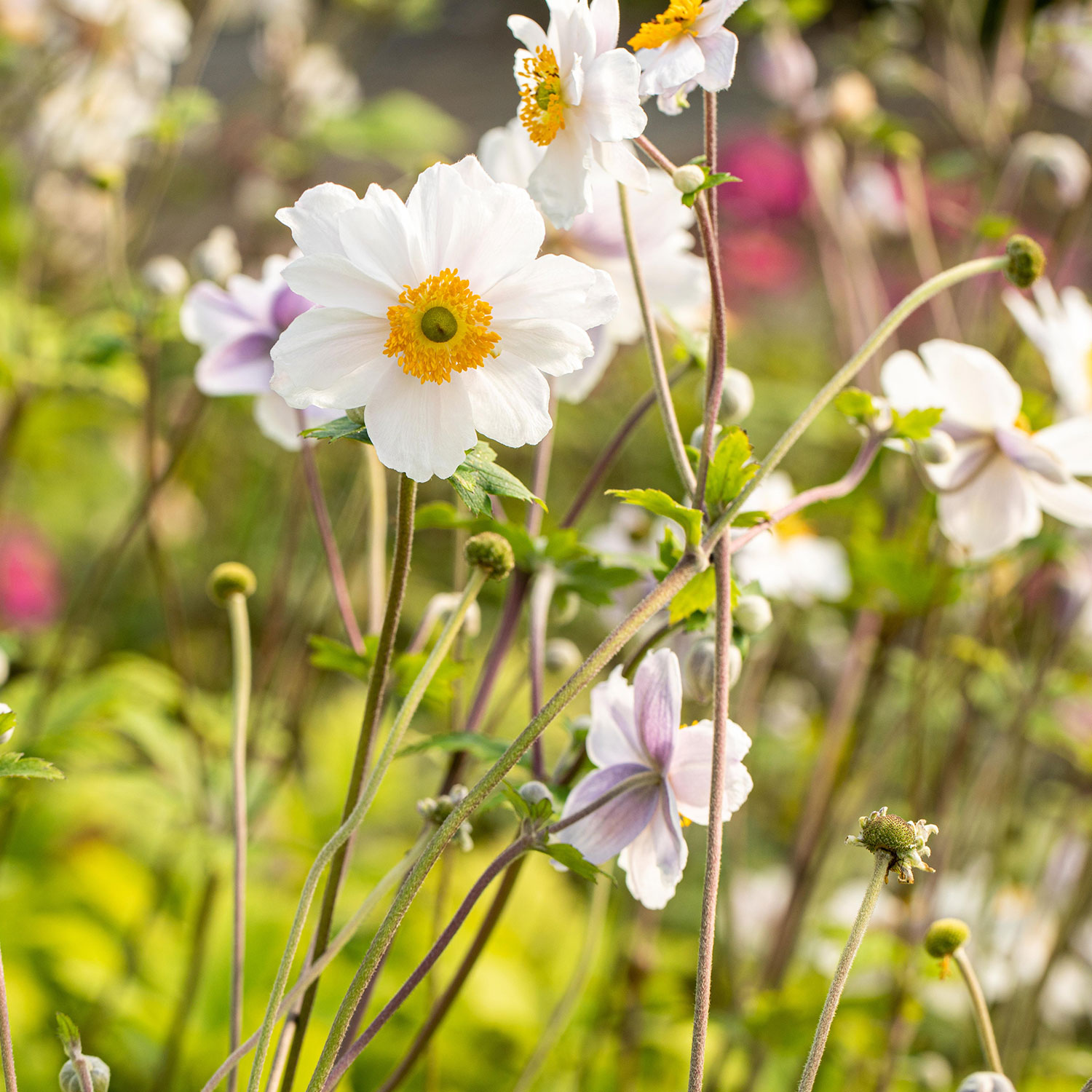 Japanische Herbstanemone 'Whirlwind'