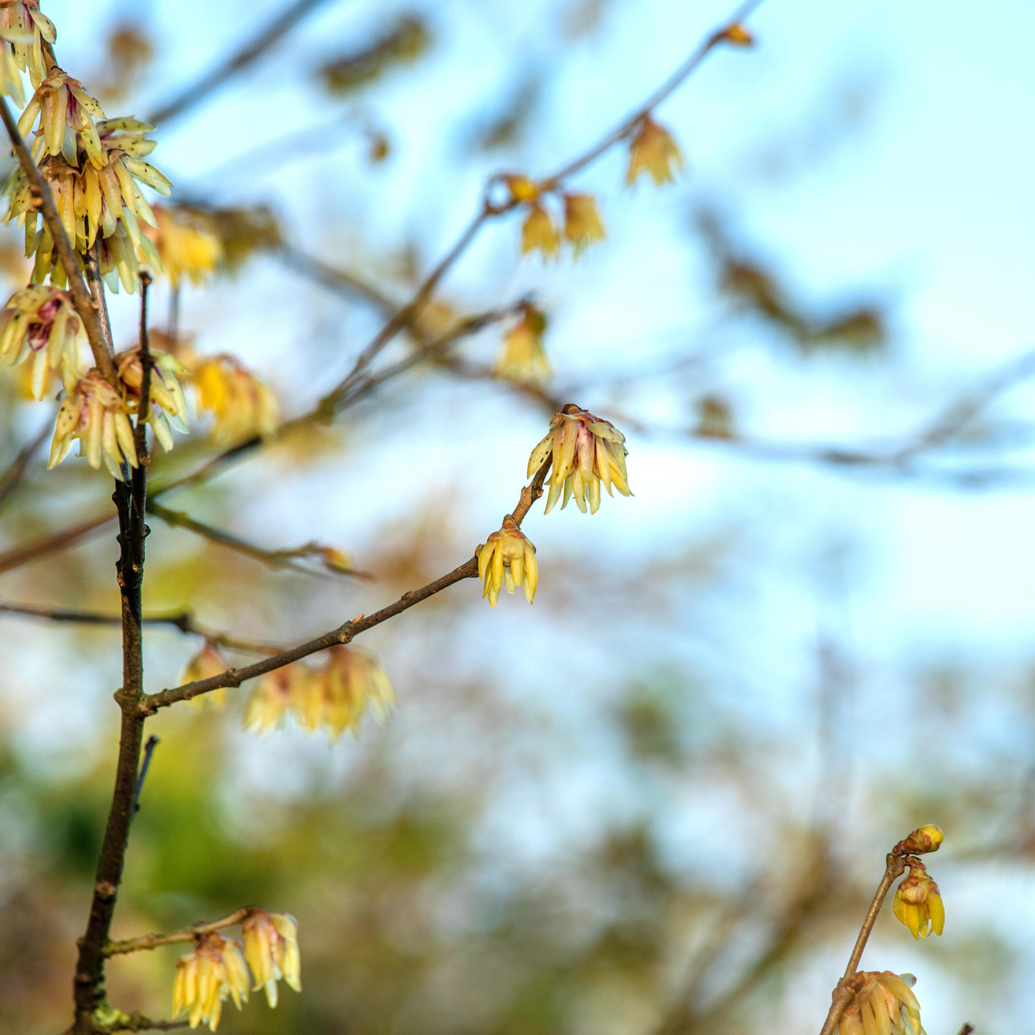 Kategorie <b>Blütensträucher und Ziergehölze </b> - Chinesische Winterblüte Liefergröße: 40 - 60 cm - Chimonanthus praecox