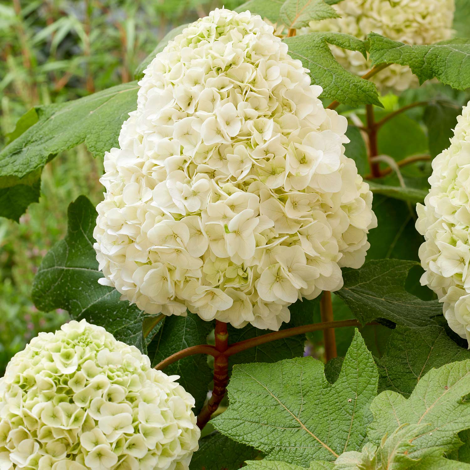 Eichenblättrige Hortensie 'Tara®'