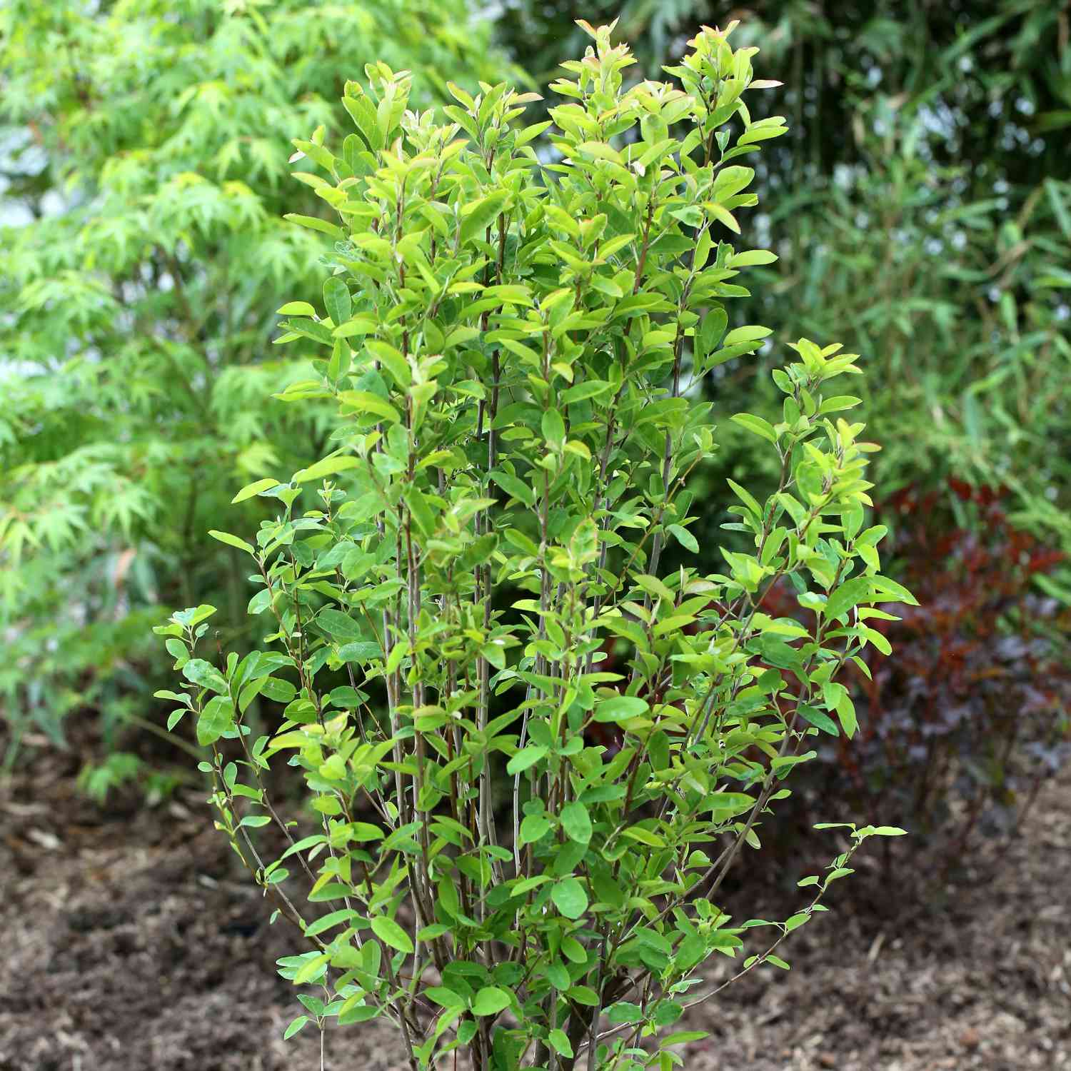 Felsenbirne 'Rainbow Pillar'