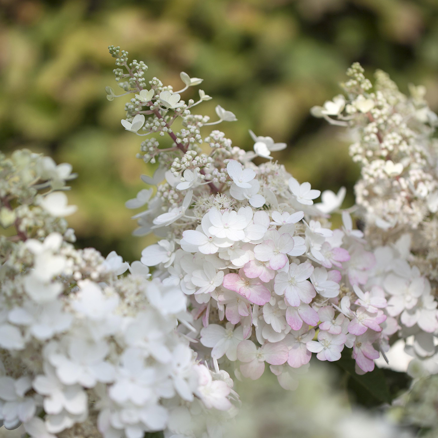 Rispenhortensie 'Pinky Winky®' Rispenhortensie 'Pinky Winky®'
