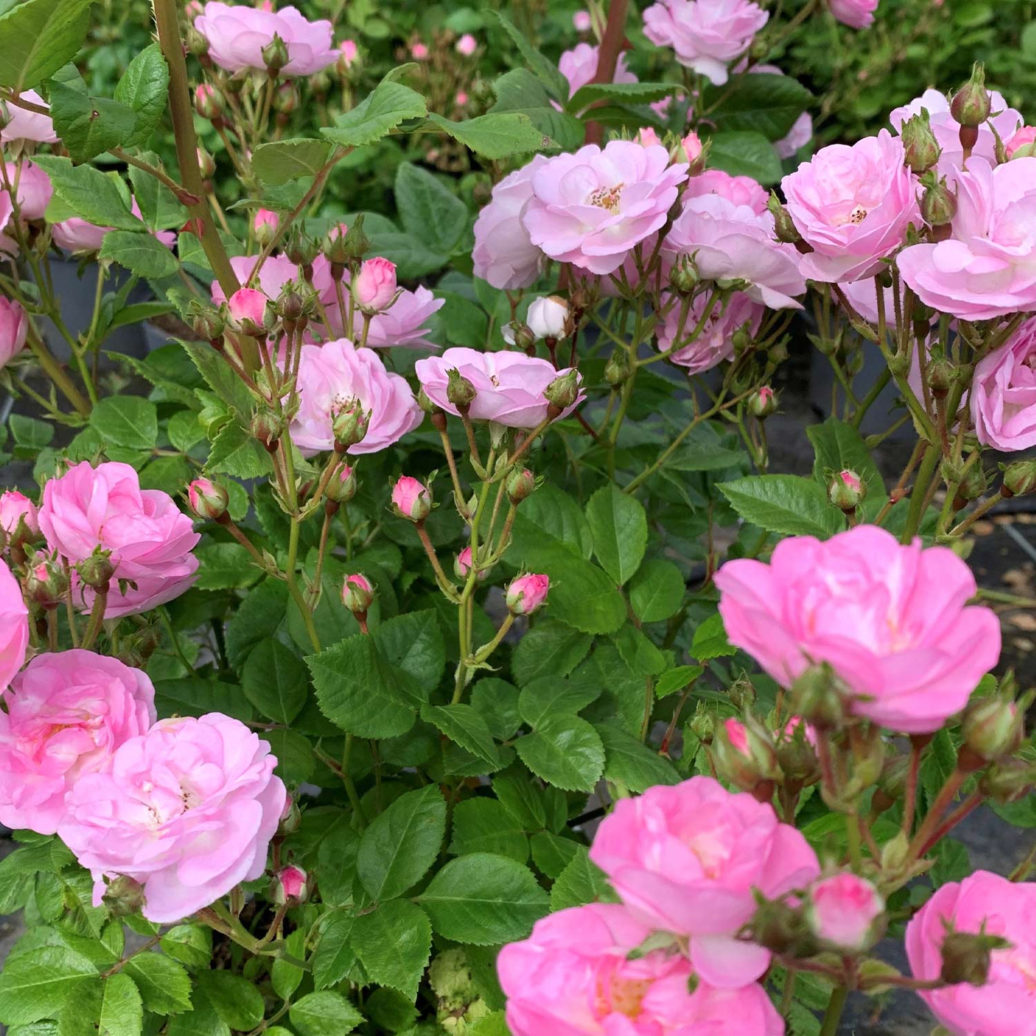 Ramblerrose 'Perennial Blush', 5 Liter, A-Qualität, 3 starke Triebe Liefergröße: drei starke Triebe