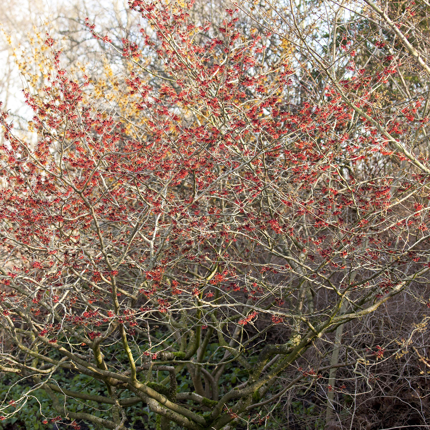 Zaubernuss 'Feuerzauber' Zaubernuss 'Feuerzauber'