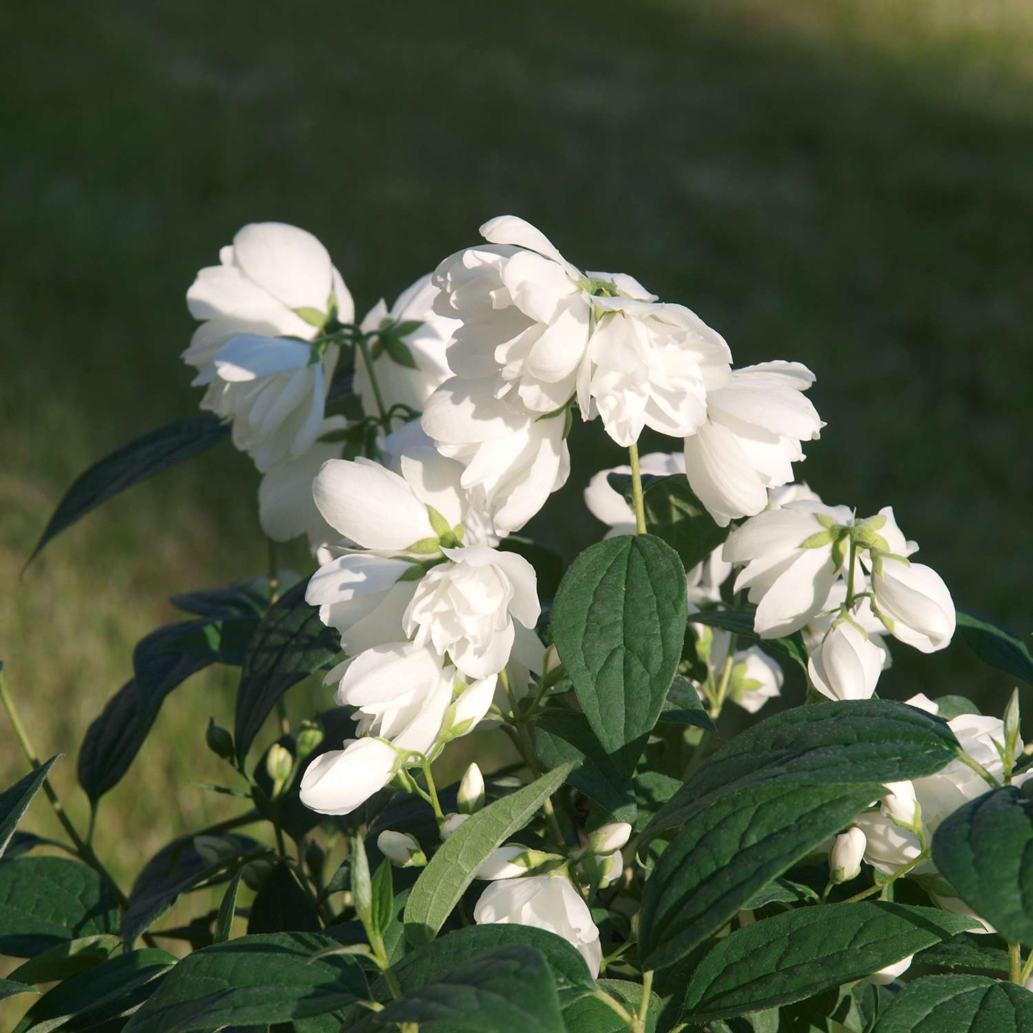 Gefüllter Gartenjasmin 'Little White Love'® - 'Snowdwarf' Liefergröße: 30 - 40 cm