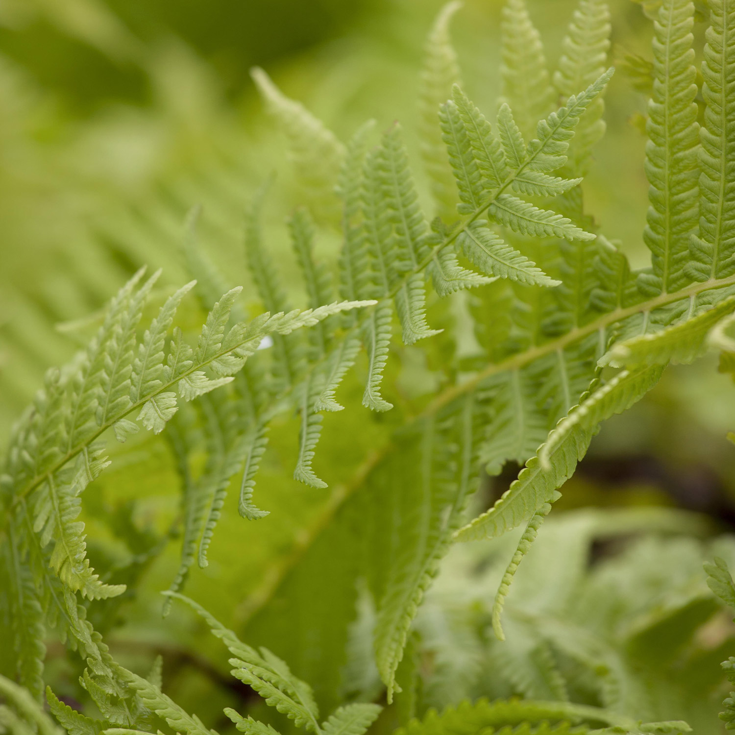 Kategorie <b>Stauden </b> - Europäischer Straußenfarn Lieferform: Im 9 cm Topf - Matteuccia struthiopteris