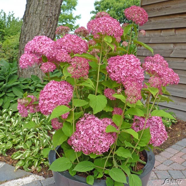 Kategorie <b>Produkt ohne Kategoriezuordnung </b> - Ballhortensie 'Pink Annabelle'® 'Invincibelle Spirit'® 40 - 60 cm Liefergröße: 40 - 60 cm - Hydrangea arborescens 'Pink Annabelle'® 'Invincibelle Spirit'®