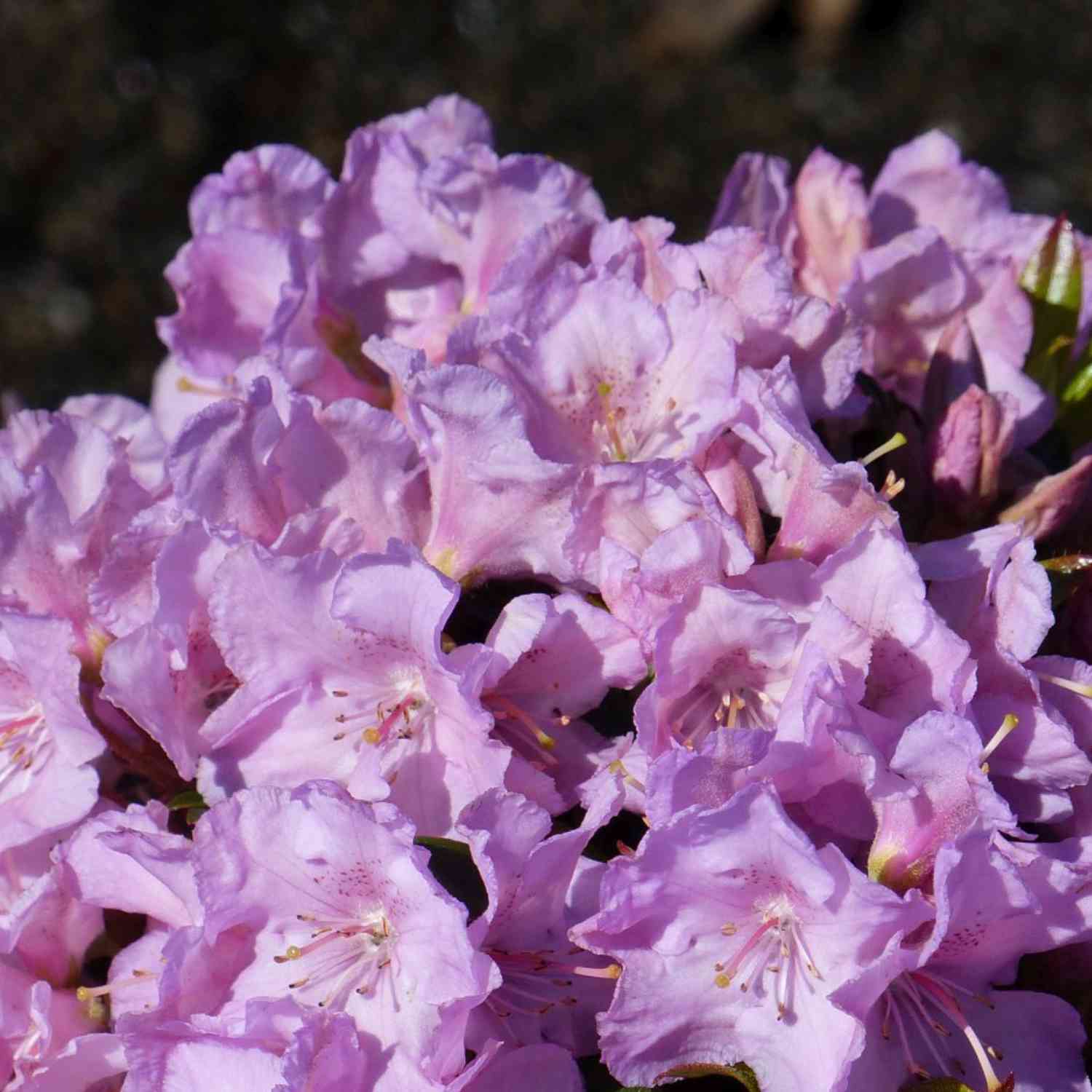 Chinesischer Zwergrhododendron 'Robert Seleger'