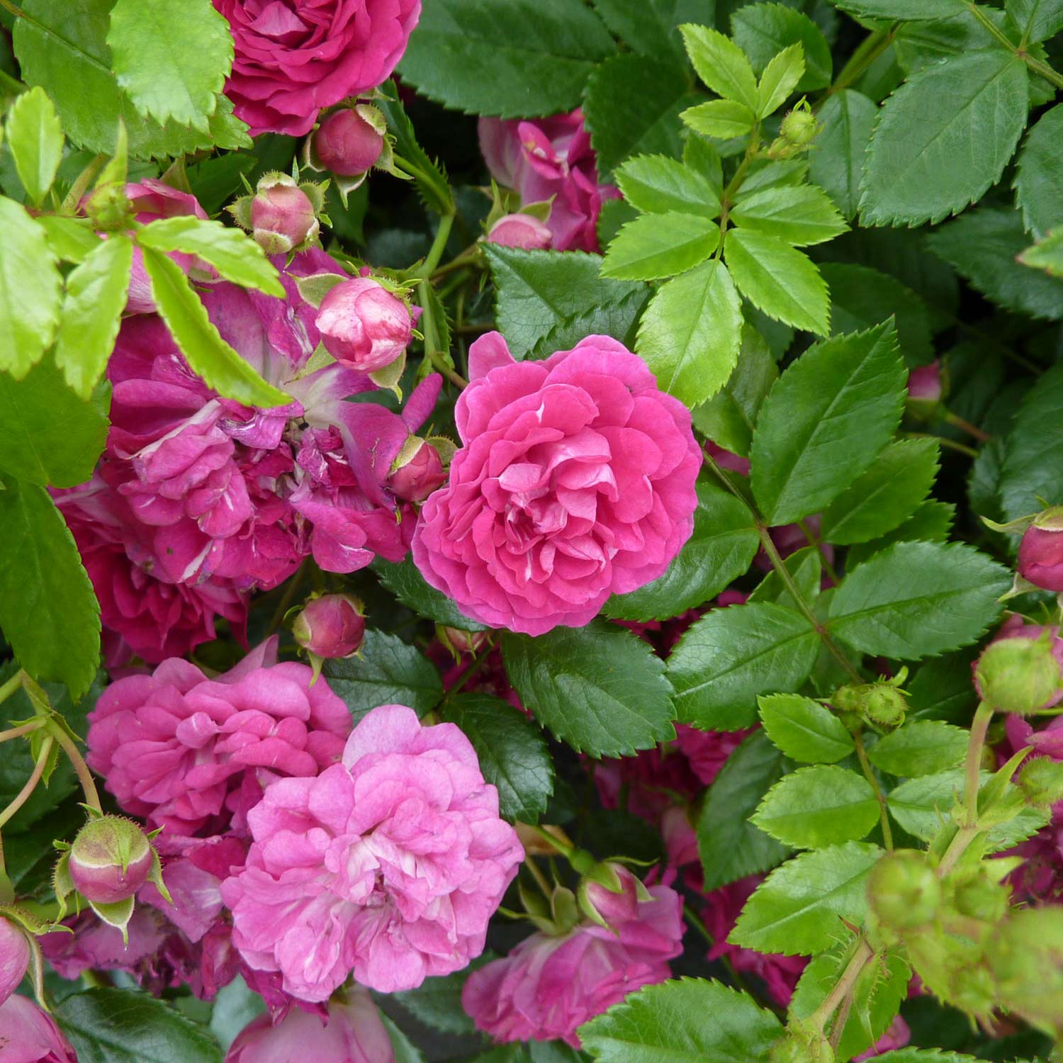 Kletterrose 'Super Excelsa®', 5 Liter, A-Qualität, 2 - 3 starke Triebe Liefergröße: zwei bis drei starke Triebe