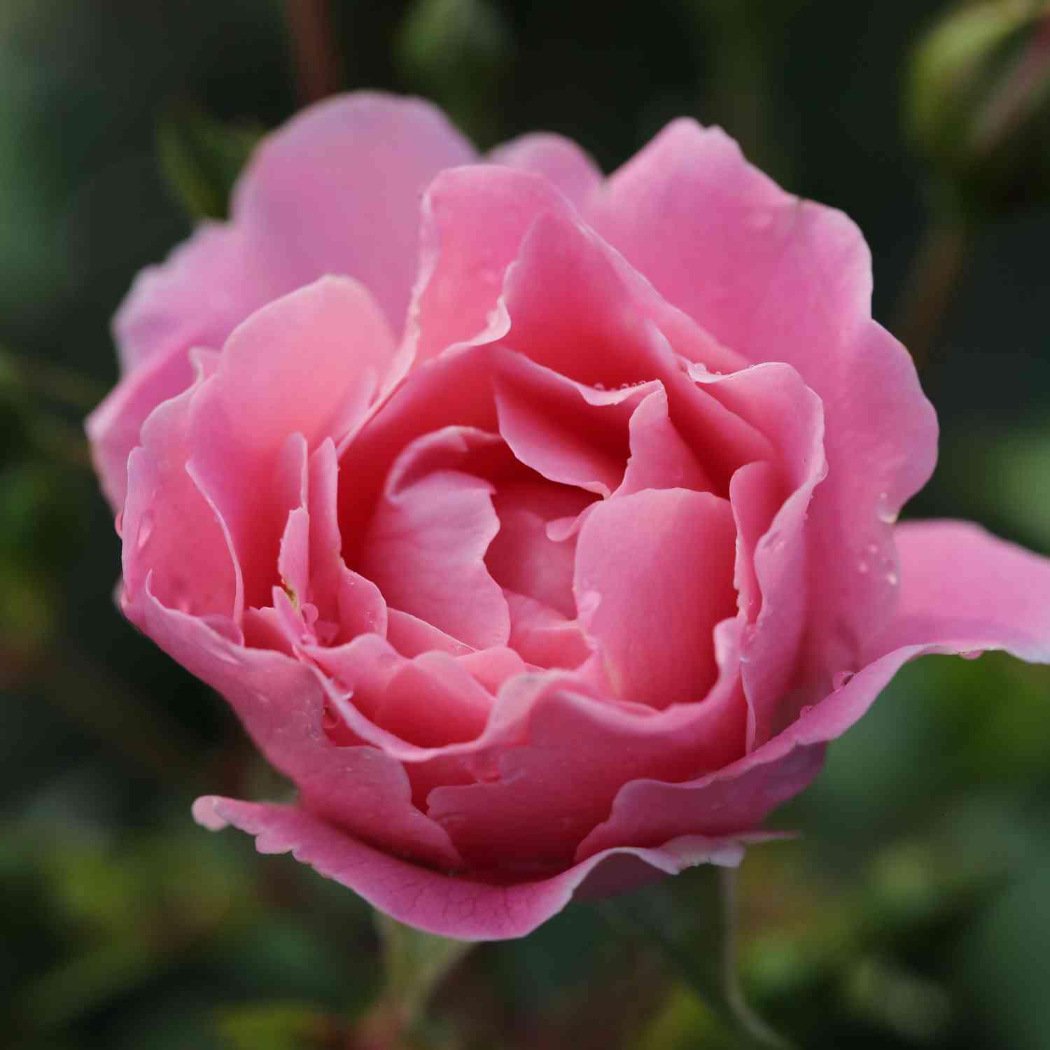 Bodendeckerrose 'Sommerwind®' Bodendeckerrose 'Sommerwind®'