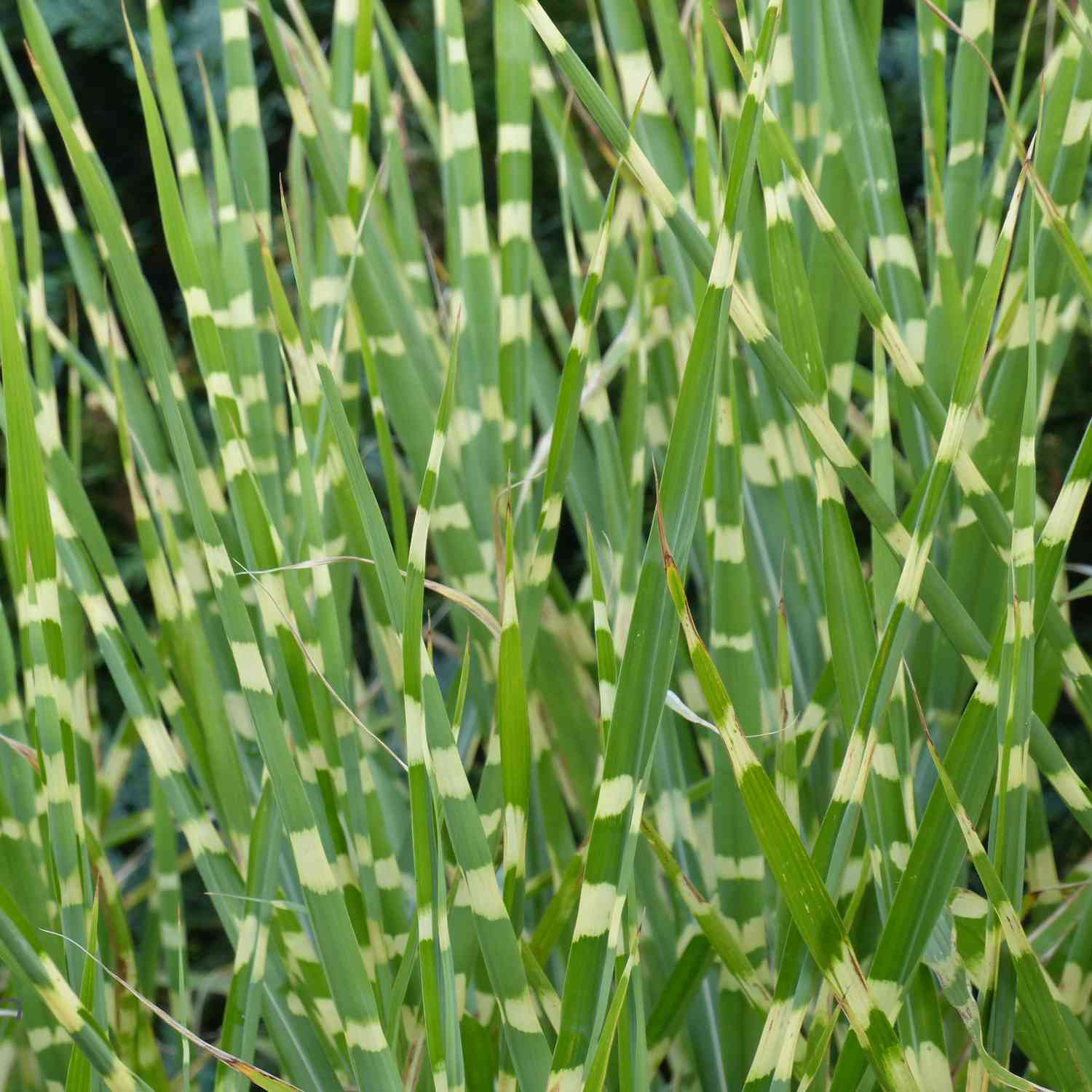 Zebraschilf 'Strictus' Zebraschilf 'Strictus'