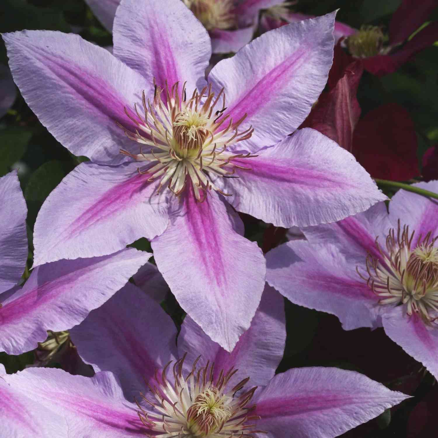 Clematis Raspberry Ruffle Clematis 'Dr. Ruppel' - Clematis Hybride kaufen