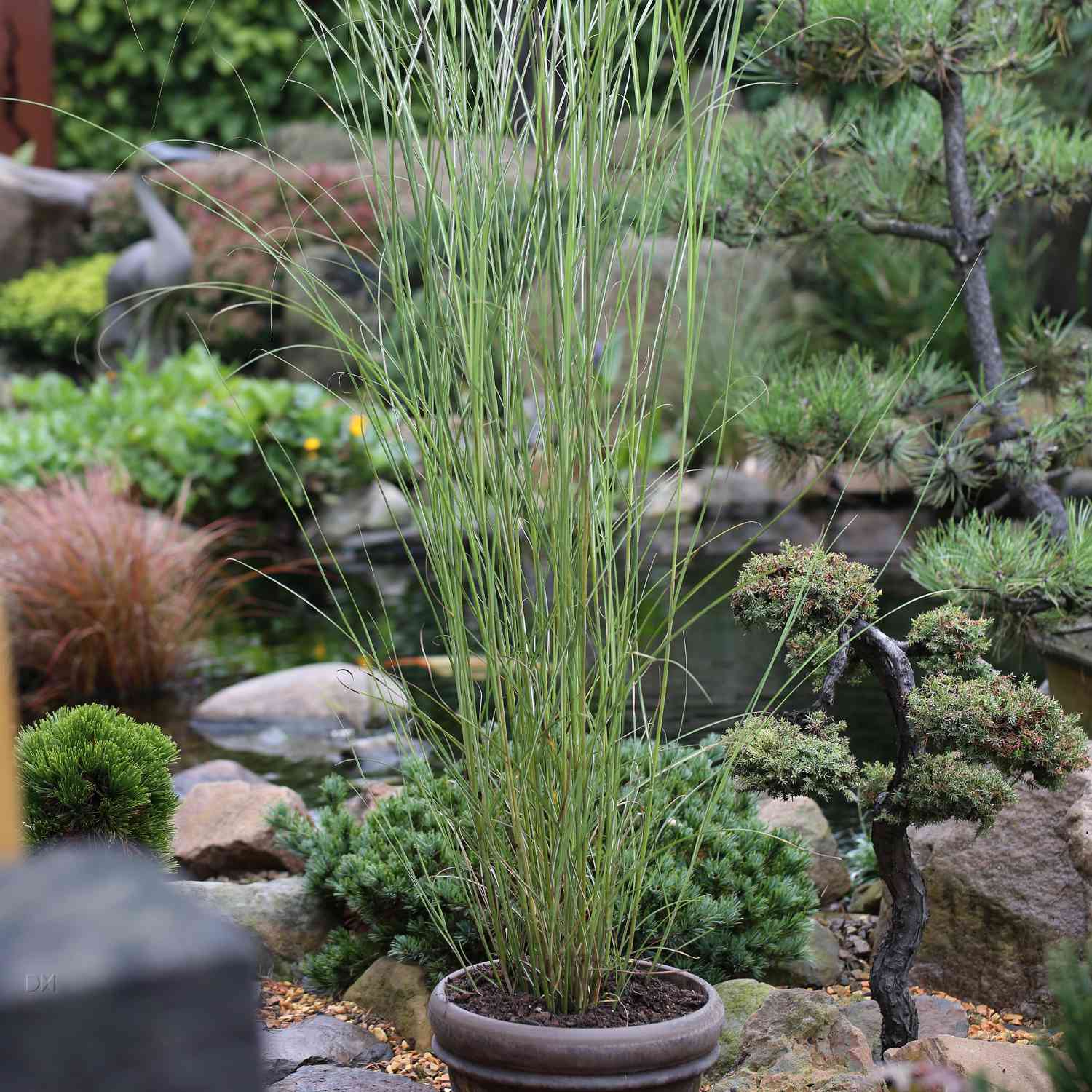 Chinaschilf 'Gracillimus'