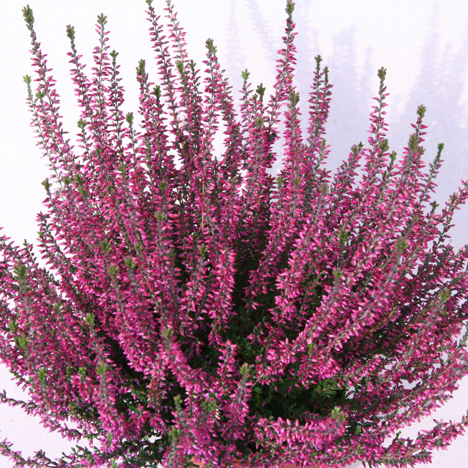 Besenheide 'Marlies' Liefergröße: ca. 10 - 15 cm