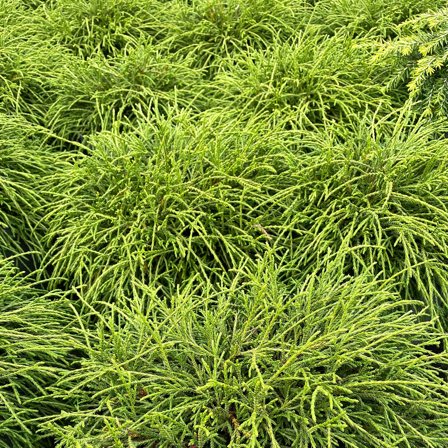 Grüne Fadenzypresse 'Filifera Nana' 3 Liter Container, ca. 25 - 30 cm breit Liefergröße: ca. 25 - 30 cm breit