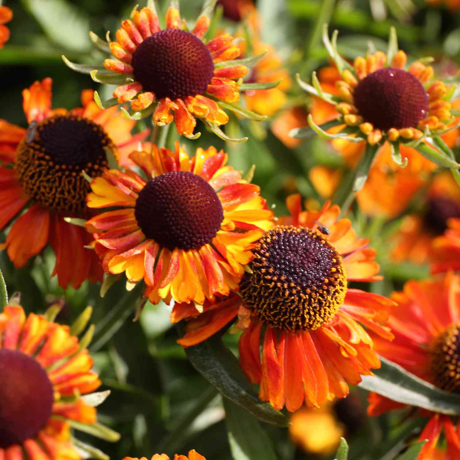 Sonnenbraut 'Short'n Sassy' Sonnenbraut 'Short'n Sassy'