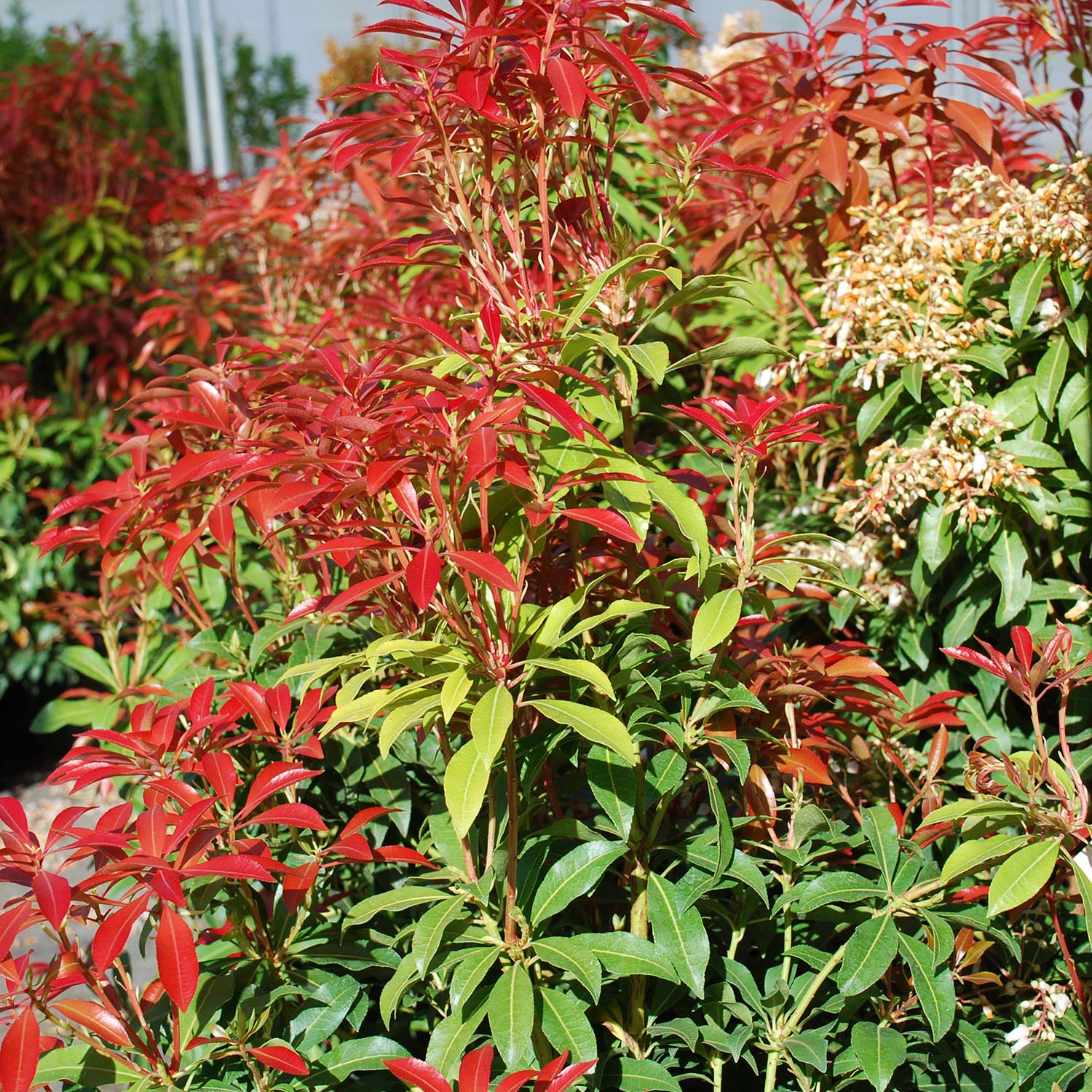 Lavendelheide / Schattenglöckchen 'Mountain Fire'