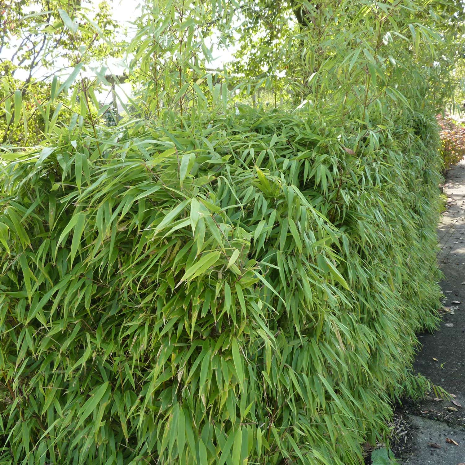 Schirmbambus 'Rufa' - ohne Ausläufer Schirmbambus 'Rufa' - ohne Ausläufer