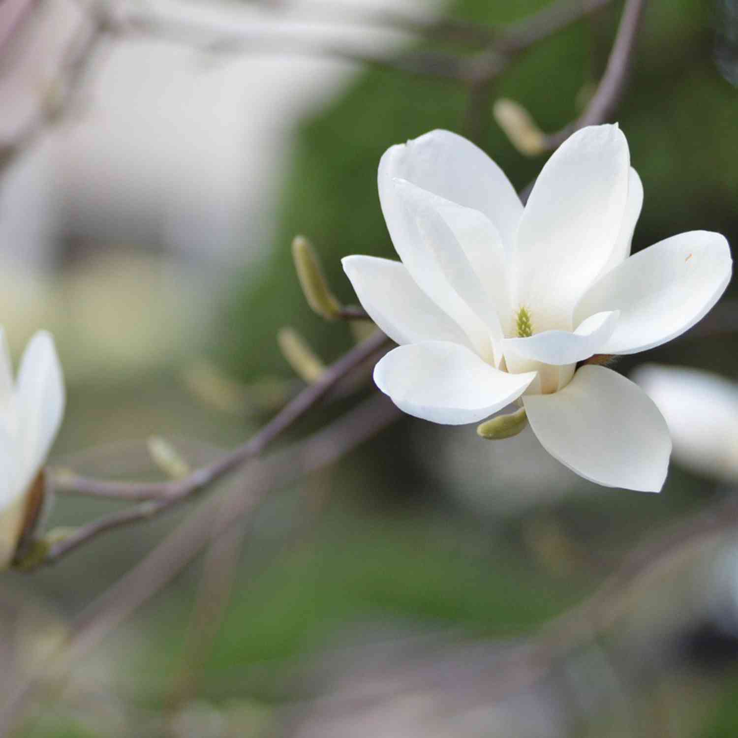 Tulpen-Magnolie 'Alba Superba'