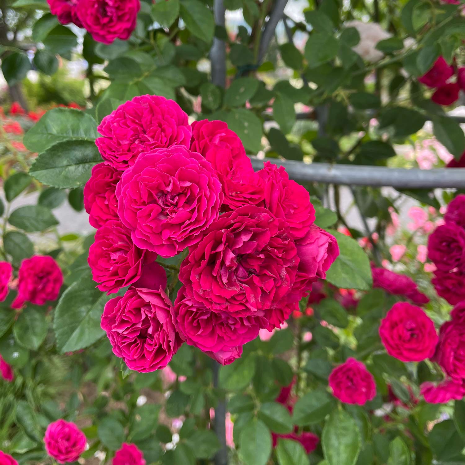Ramblerrose Flammentanz® Wurzelnackte Pflanze Liefergröße: mind. 3 starke Triebe