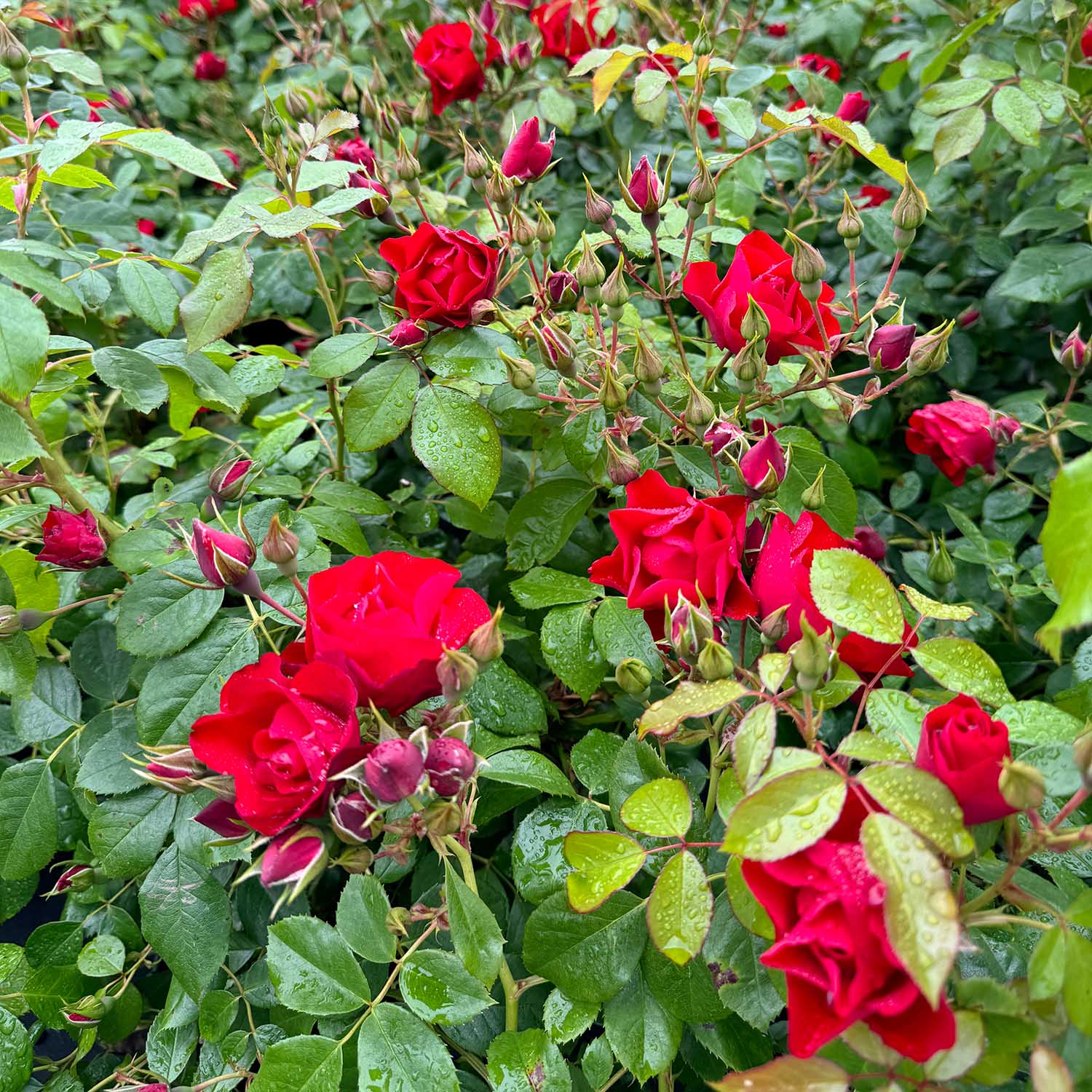 Beetrose 'Black Forest Rose®'