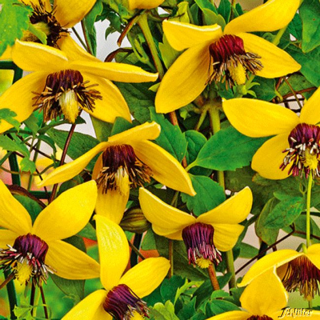 Clematis 'Golden Tiara' Liefergröße: 60 - 100 cm