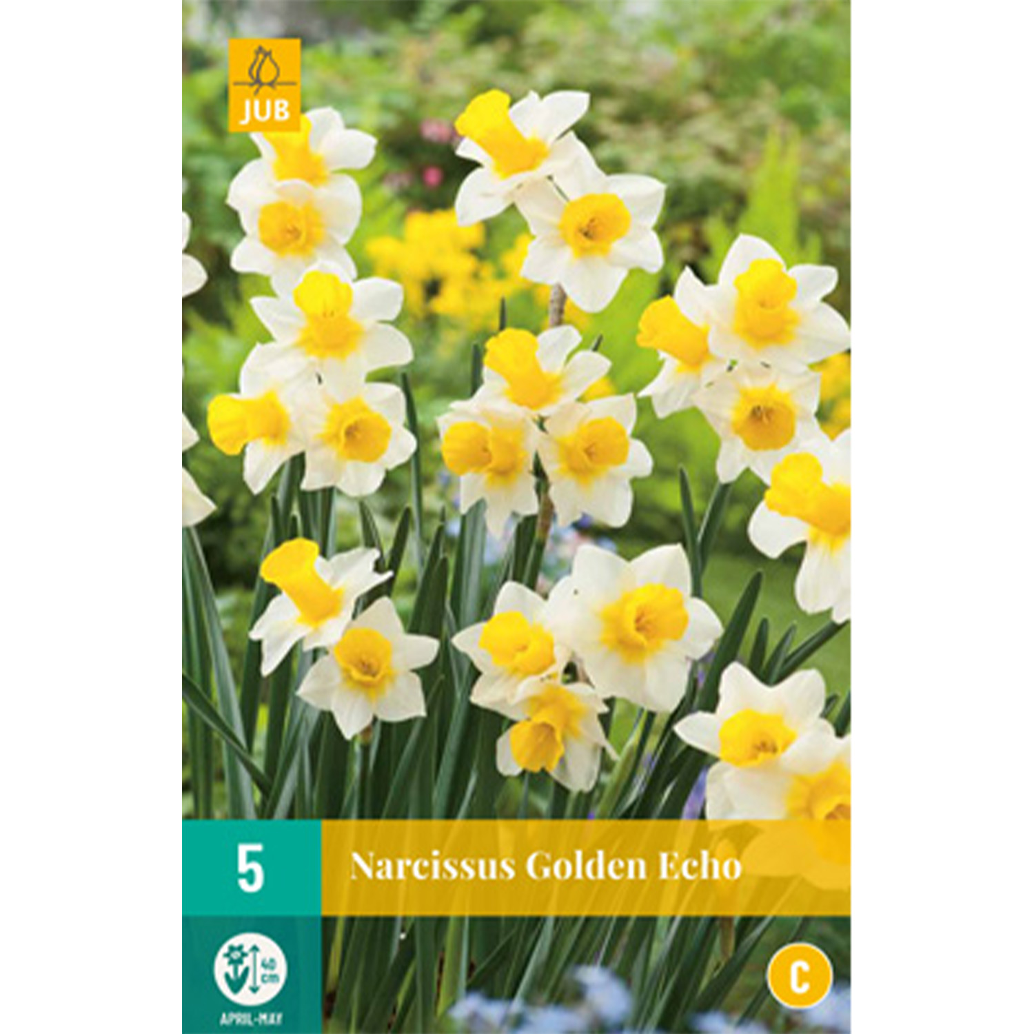 Kategorie <b>Produkt ohne Kategoriezuordnung </b> - Mini-Narzisse 'Golden Echo' - 5 Stück Liefergröße: Zwiebelgröße 12/14 - Narcissus