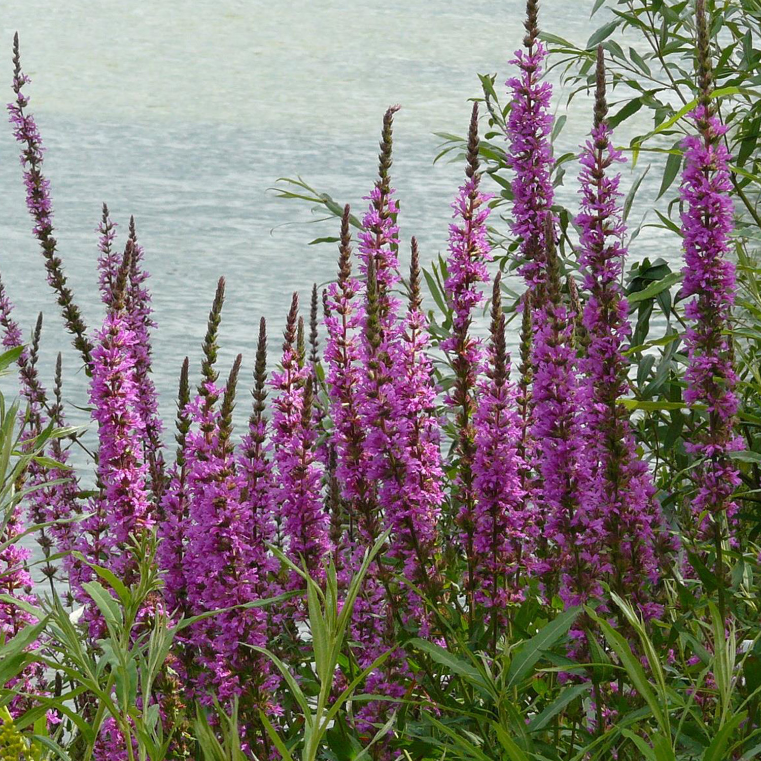 Blut-Weiderich Lieferform: Im 9 cm Topf