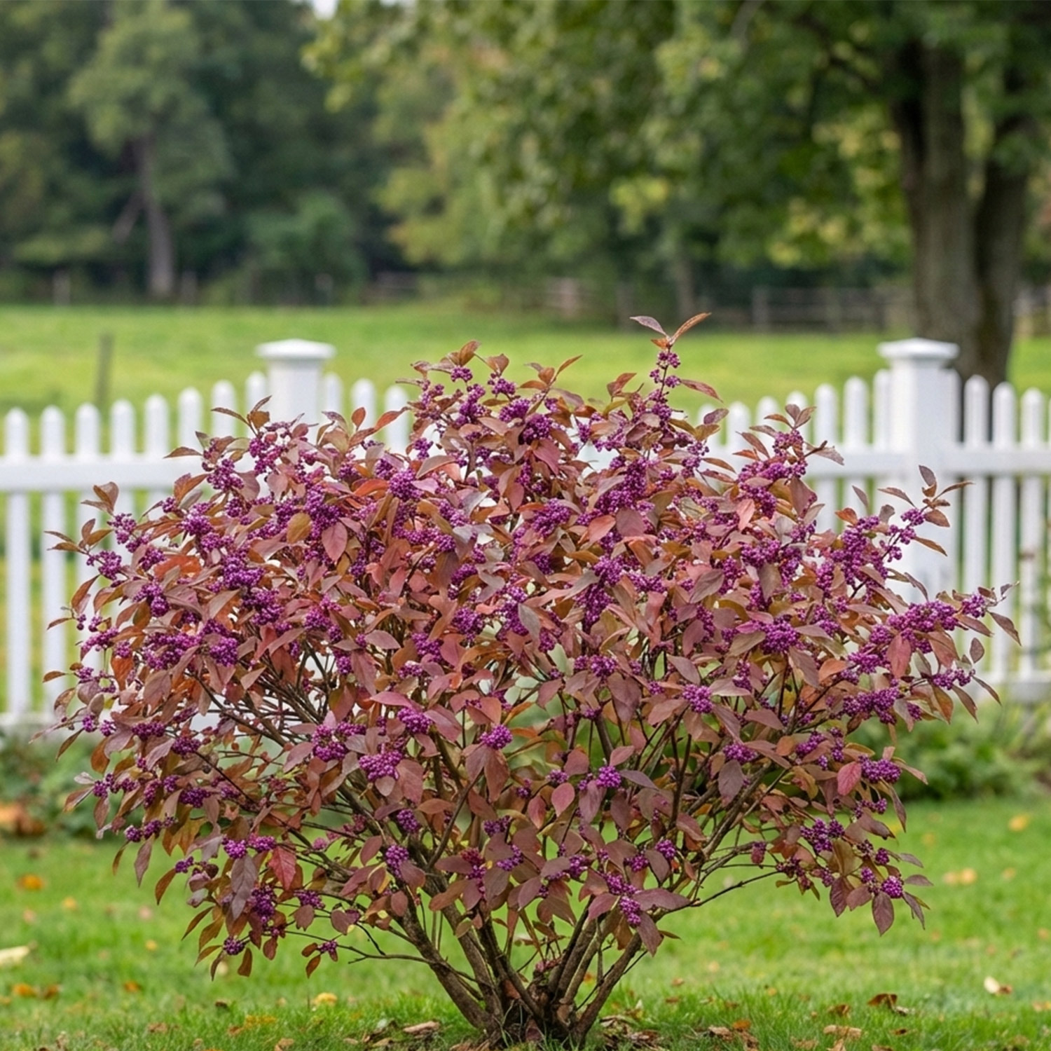 Kategorie <b>Rhododendren, Azaleen und Heide </b> - Liebesperlenstrauch / Schönfrucht 'Magical® Purple Giant' Liefergröße: 40 - 60 cm - Callicarpa bodinieri 'Magical Purple Giant®'
