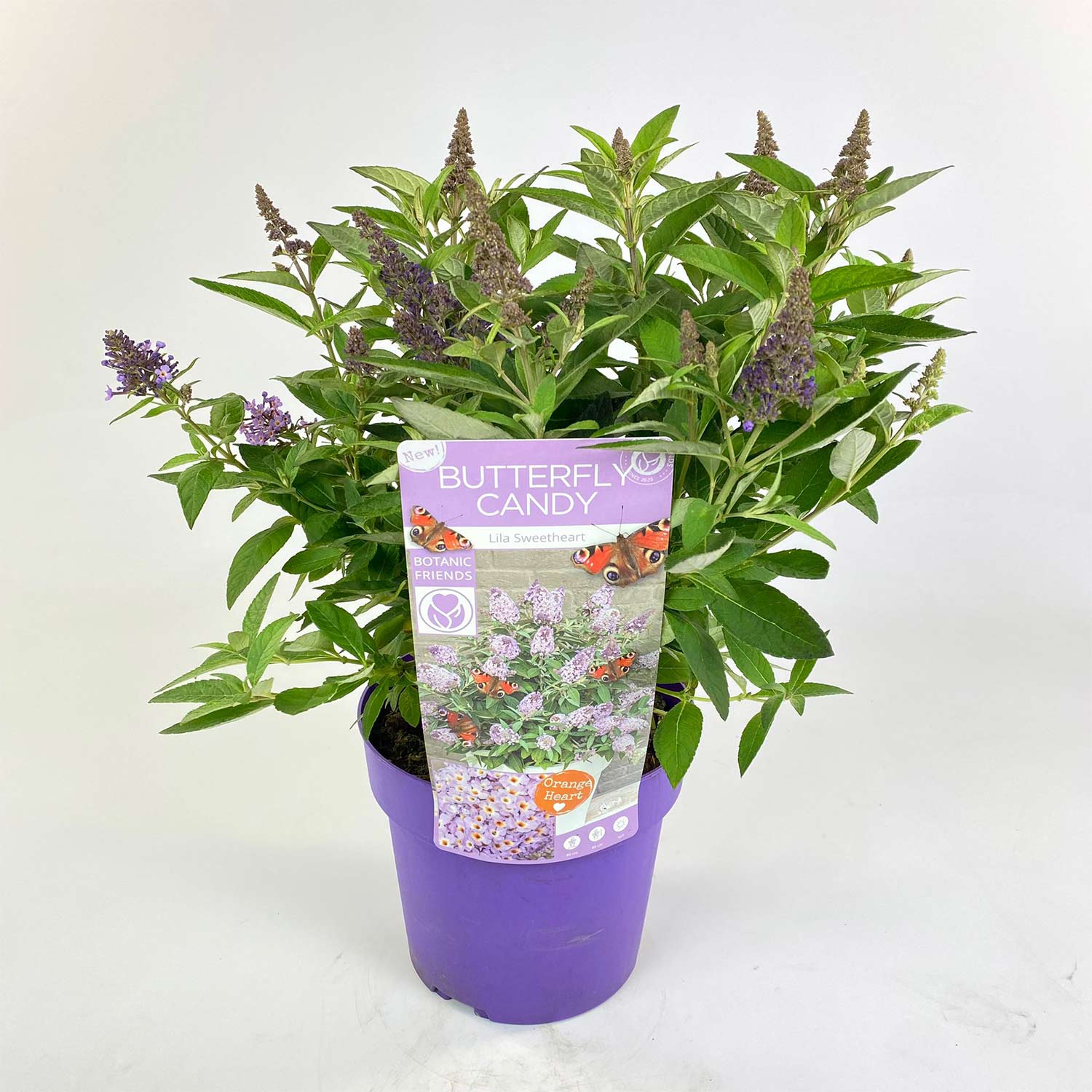 Zwerg-Schmetterlingsflieder 'Butterfly Candy® Lila Sweetheart', 3 Liter, 30 - 40 cm Liefergröße: 30 - 40 cm