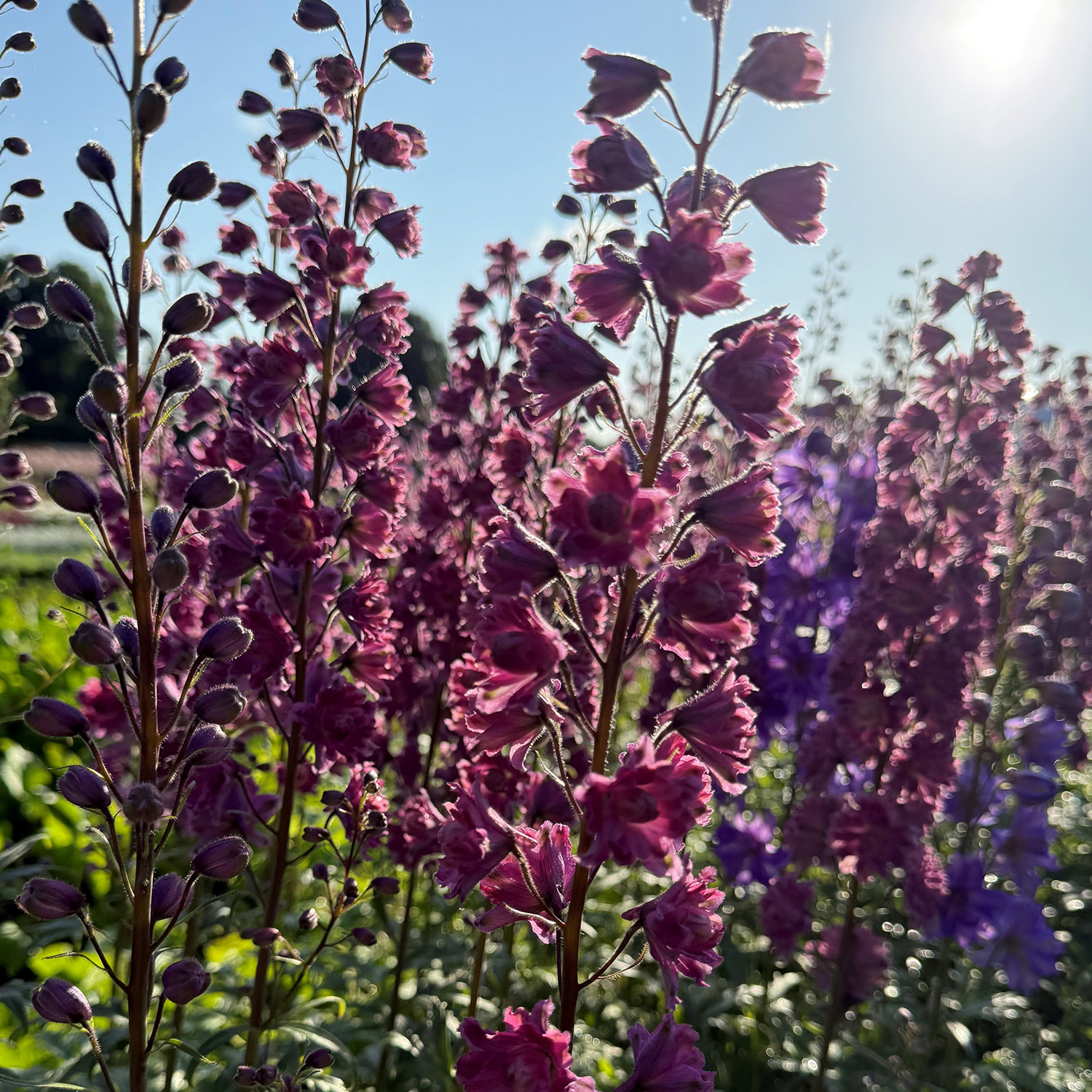 Hoher Rittersporn Highlander 'Flamenco'