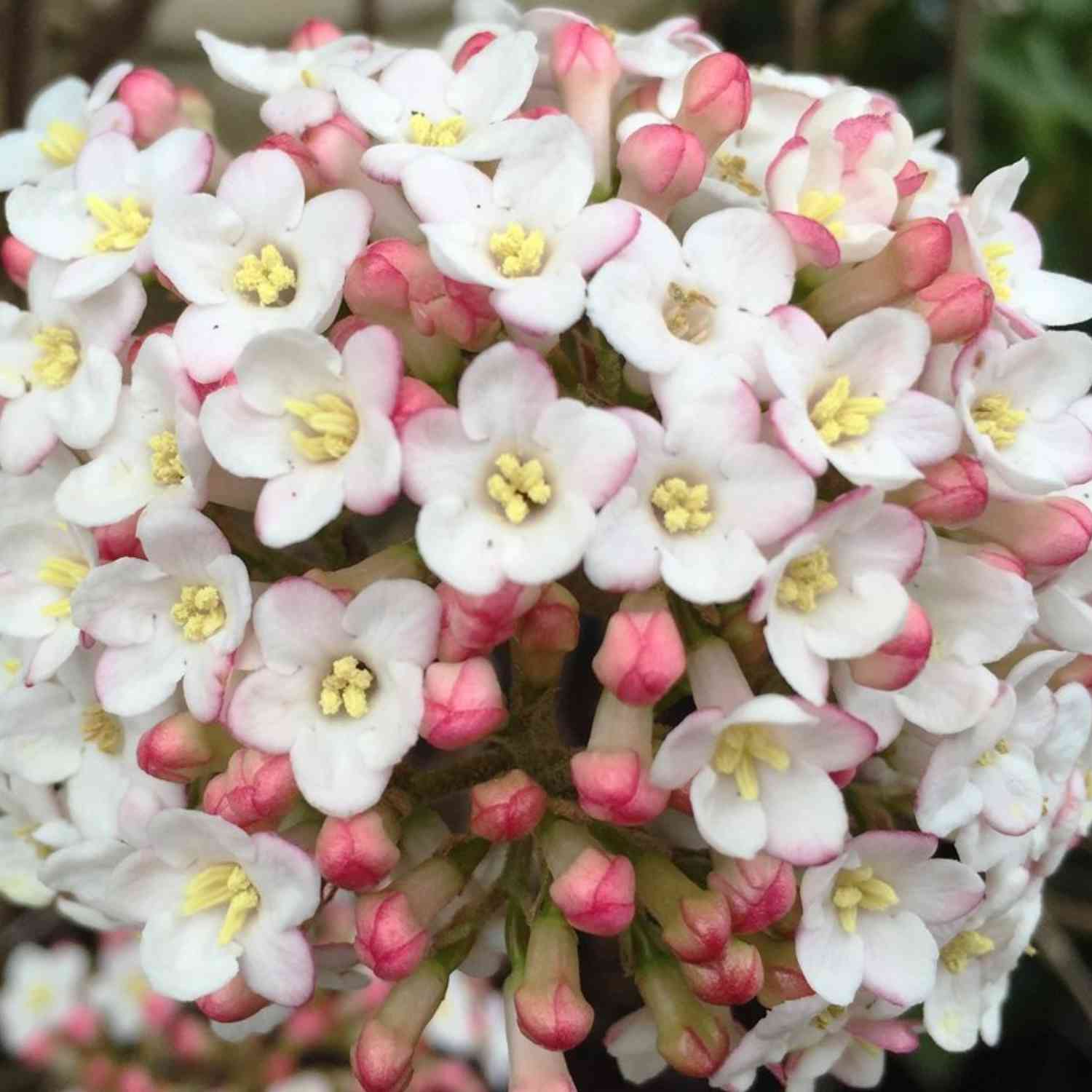 Osterschneeball 'Anne Russell'