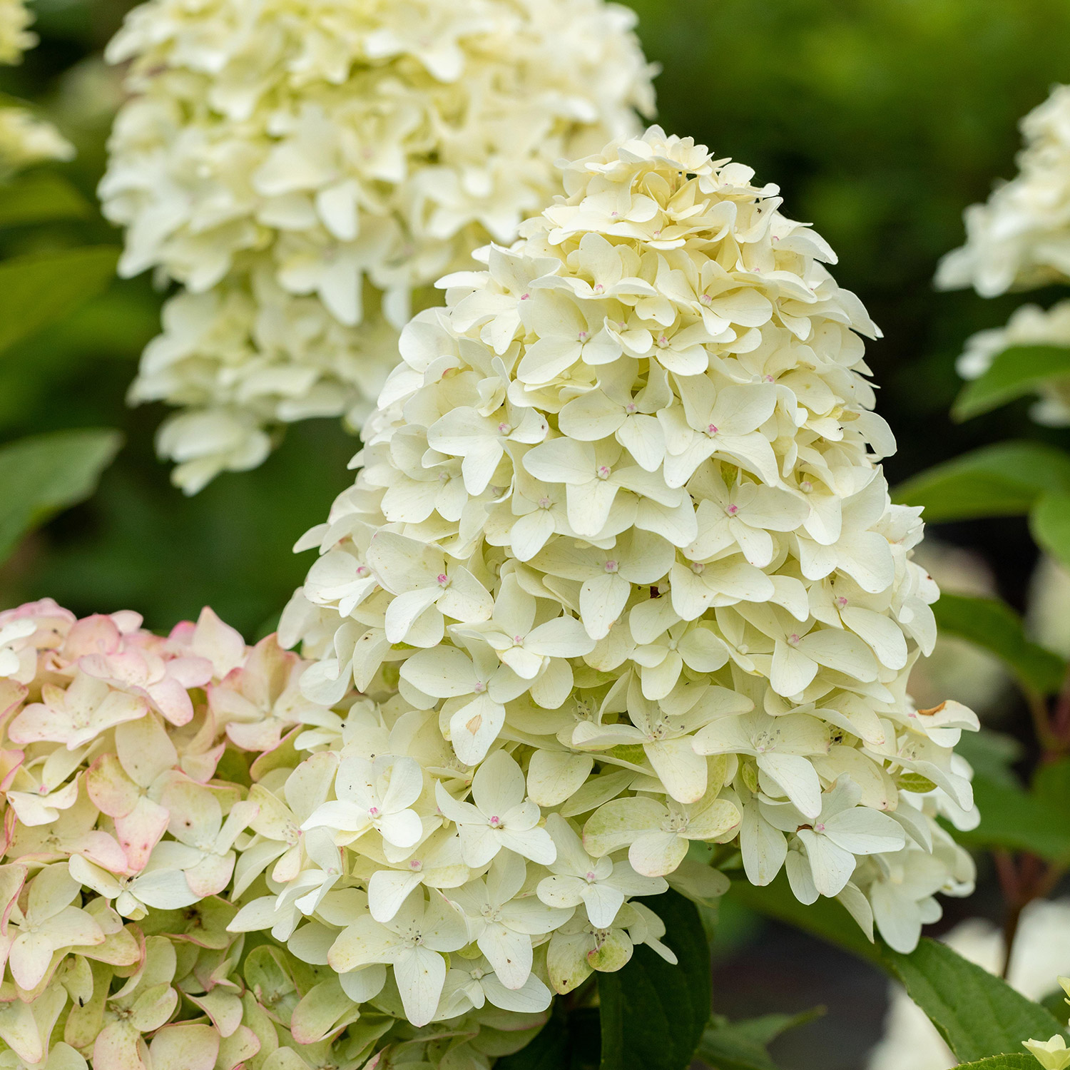 Rispenhortensie 'Magical Candle'