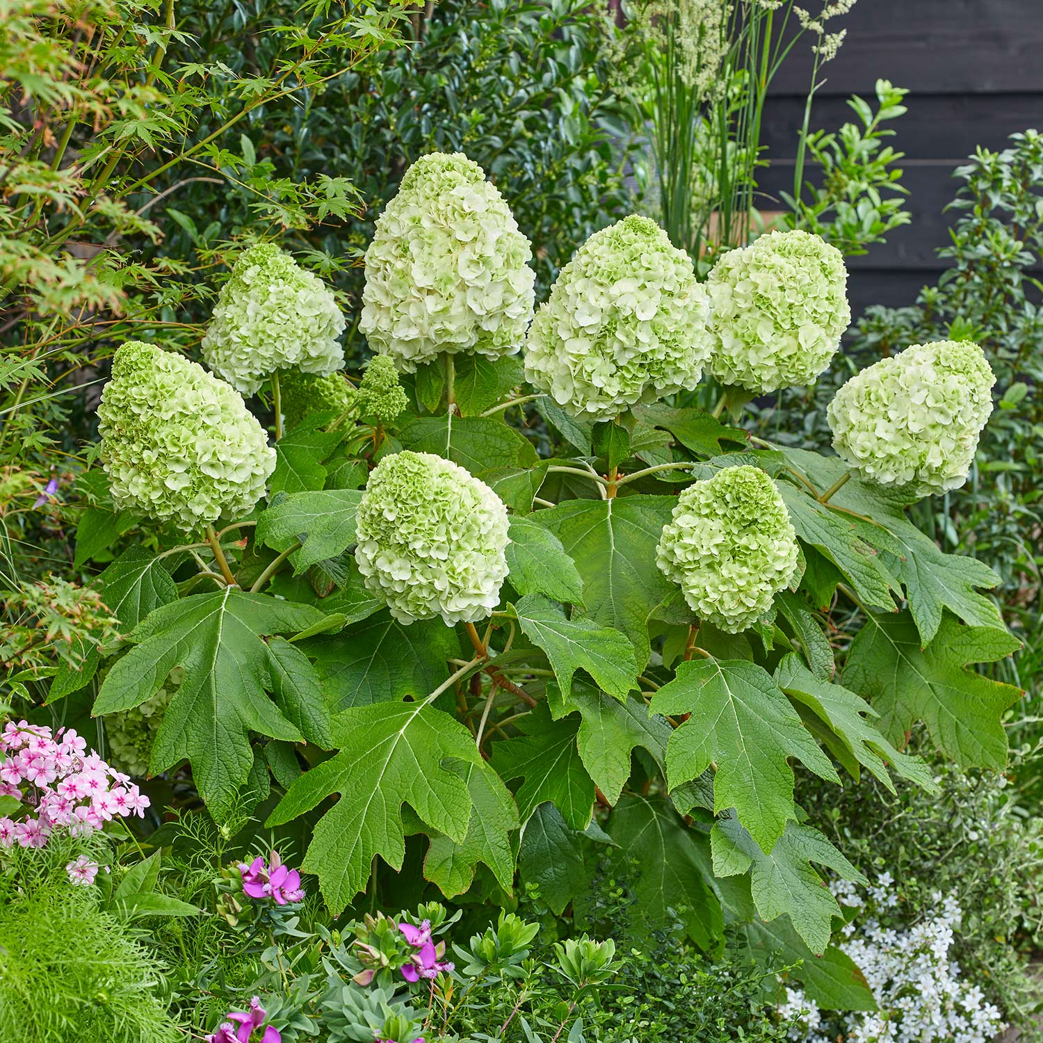 Eichenblättrige Hortensie 'Tara®'