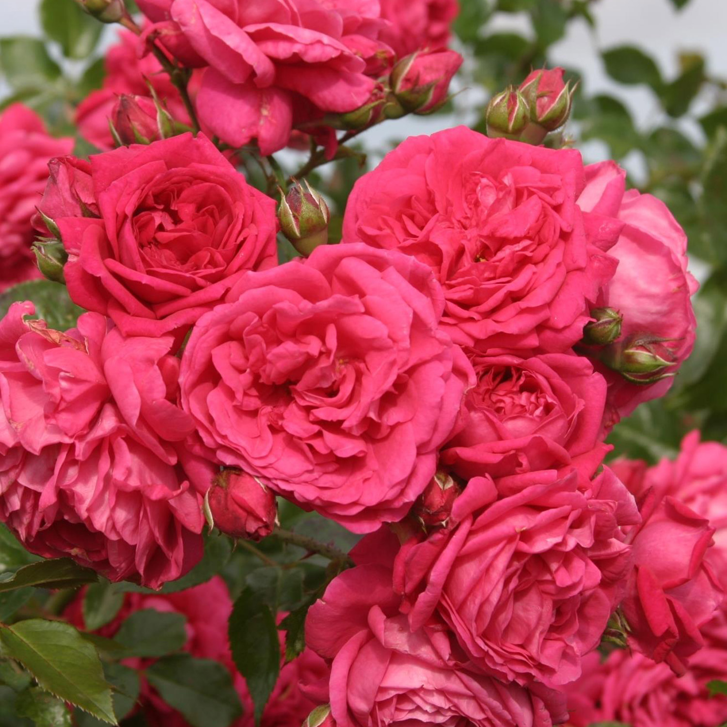 Kletterrose 'Laguna®' - ADR-Rose, 5 Liter, 3 starke Triebe, A-Qualität Liefergröße: 3 starke Triebe, A-Qualität